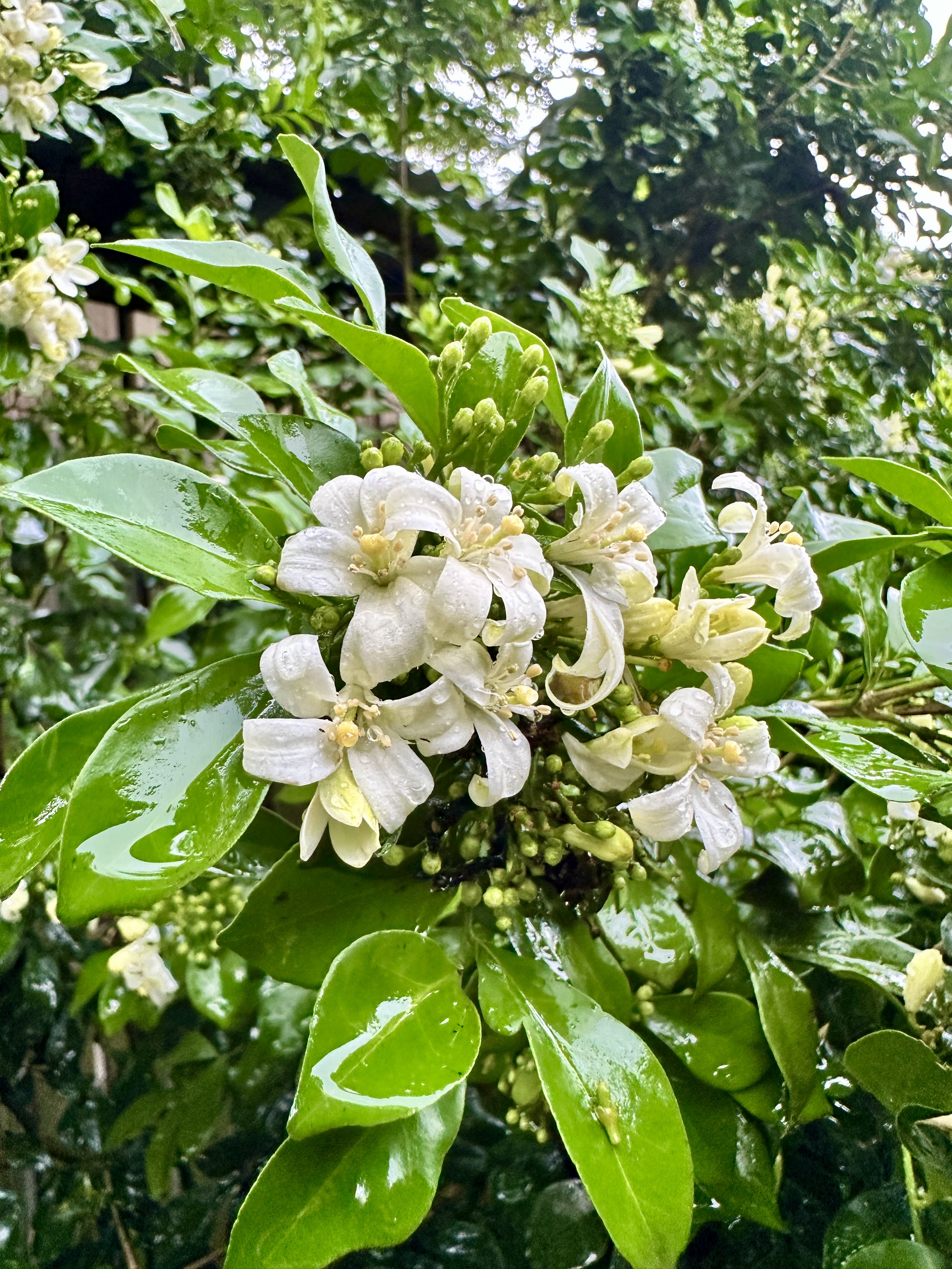 Dew-covered white Murraya flowers and glossy green leaves.