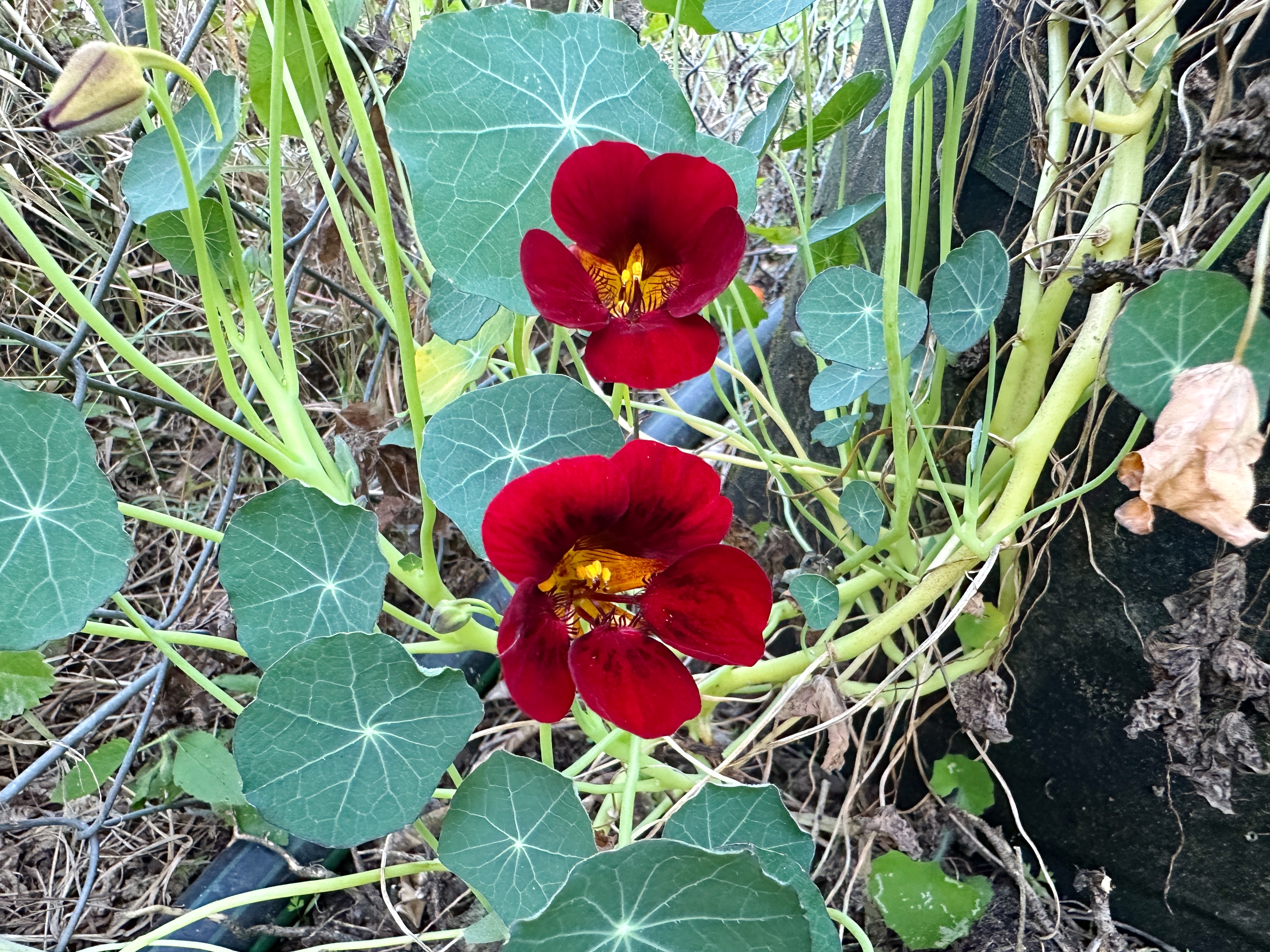 Two deep red nasturtium flowers growing on vines with circular green leaves.