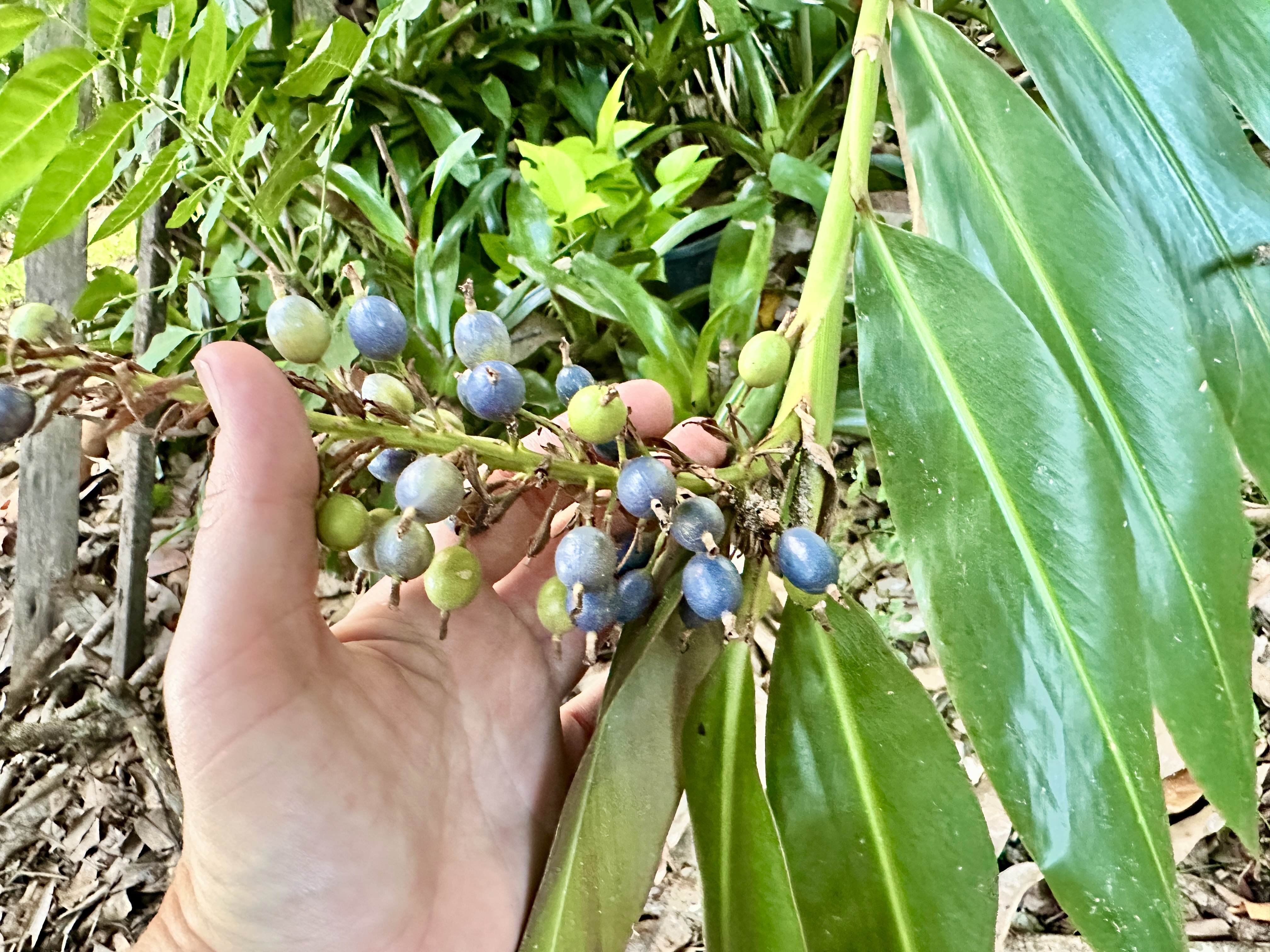 Hand holding a cluster of blue and green native ginger berries.