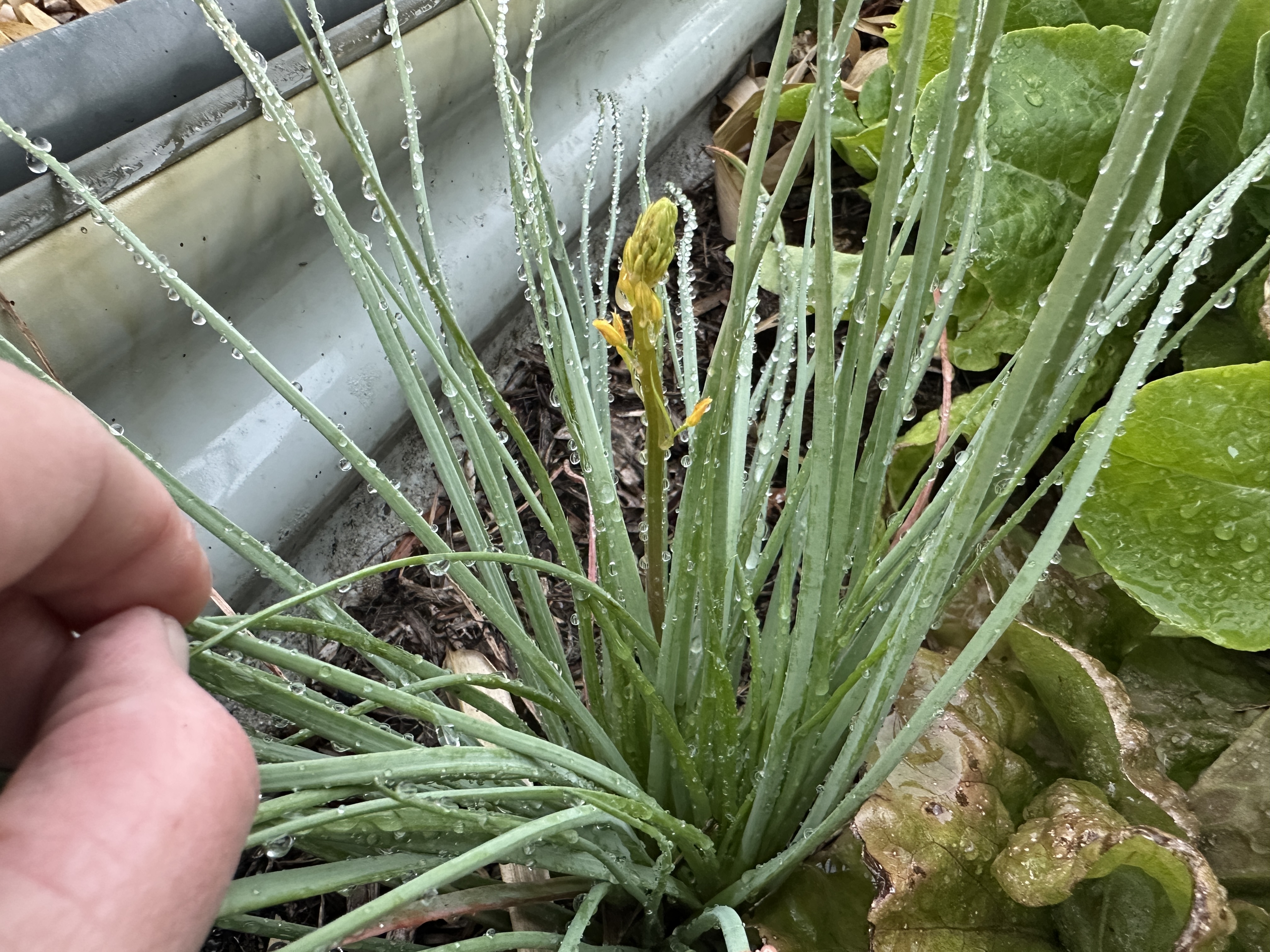 Hand holding a dew-covered native leek with a yellow flower bud in a garden bed.