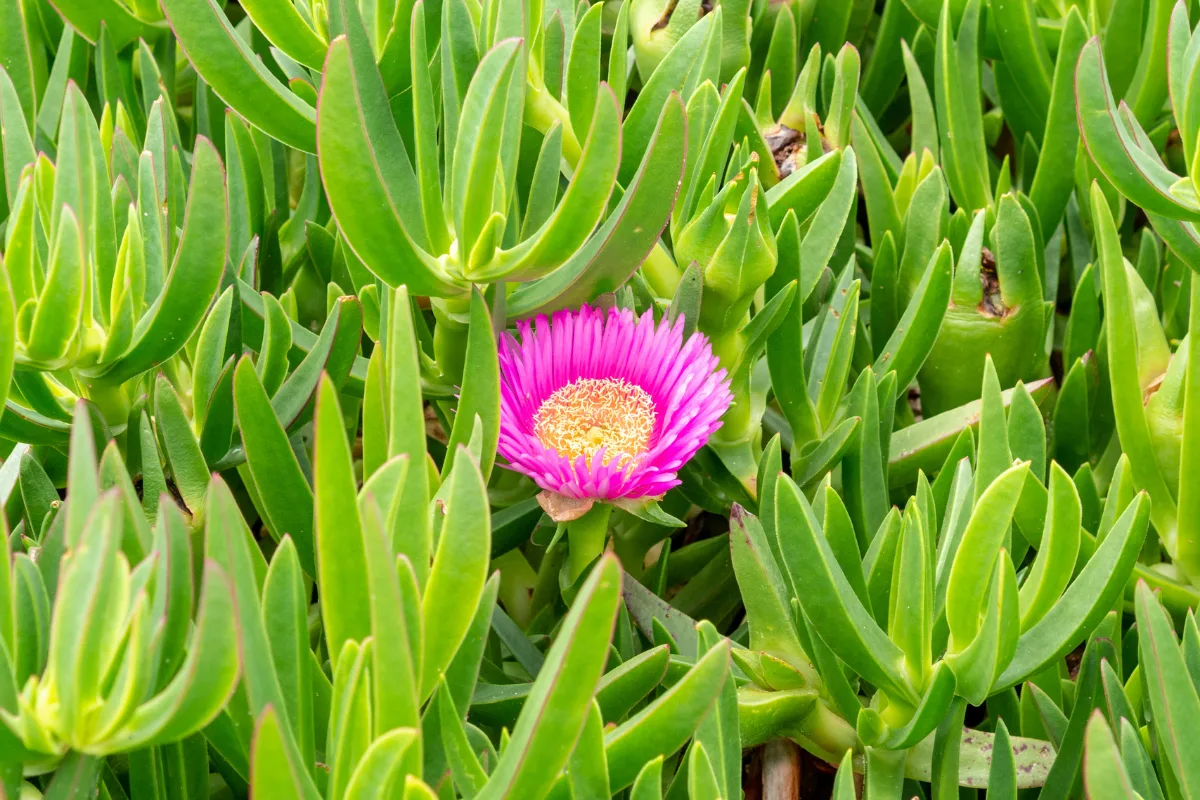 Bright pink Native pigface flower blooming among succulent green leaves.