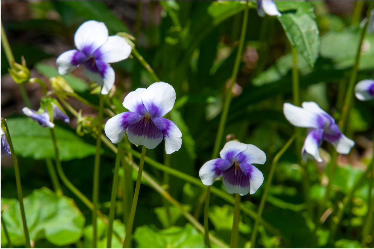 Purple and white native violet flowers blooming among green foliage.