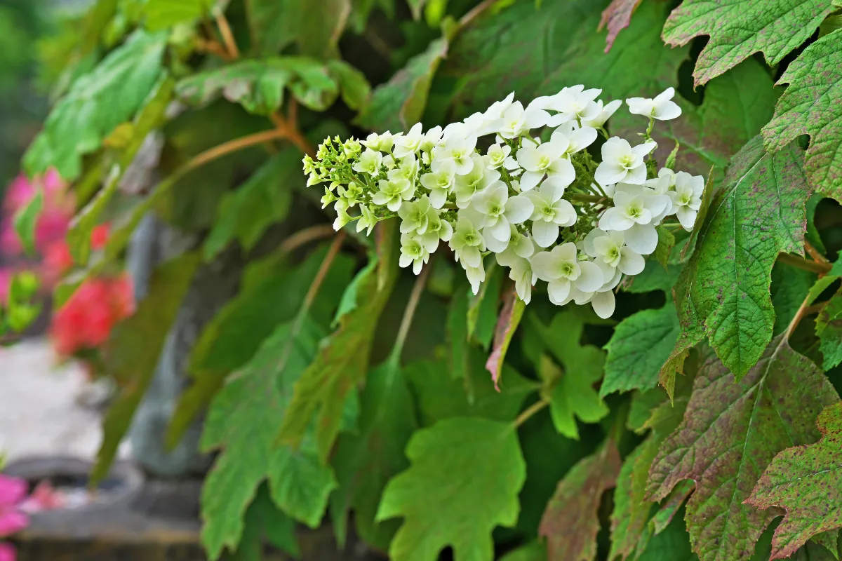 White panicle flowers blooming on an oakleaf hydrangea surrounded by textured, lobed foliage.