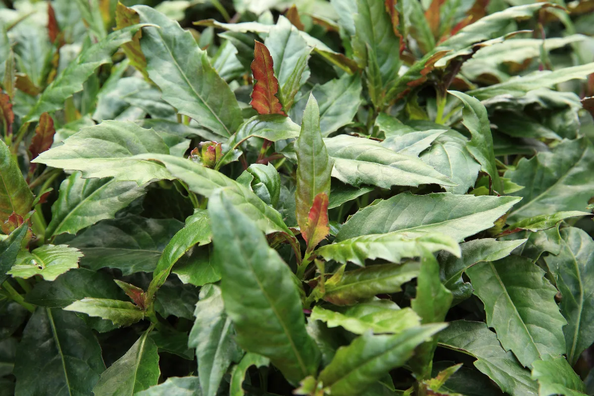 Dense cluster of green Okinawa spinach leaves with purple undersides.