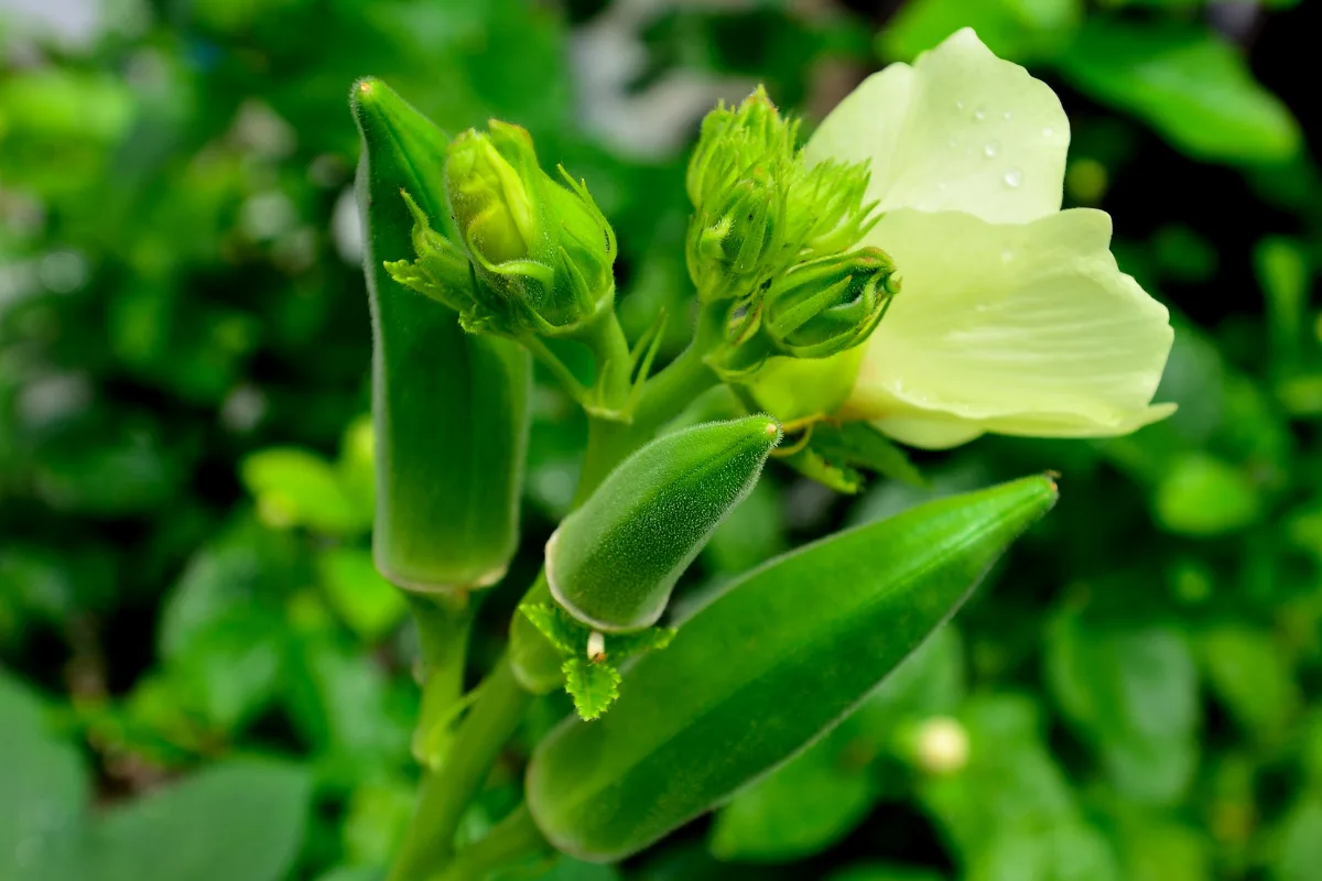 Okra plant showing green seed pods, buds, and a pale yellow flower.