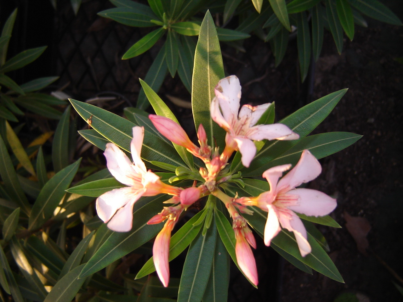 Pale pink oleander flowers and tight buds surrounded by long, pointed green leaves.