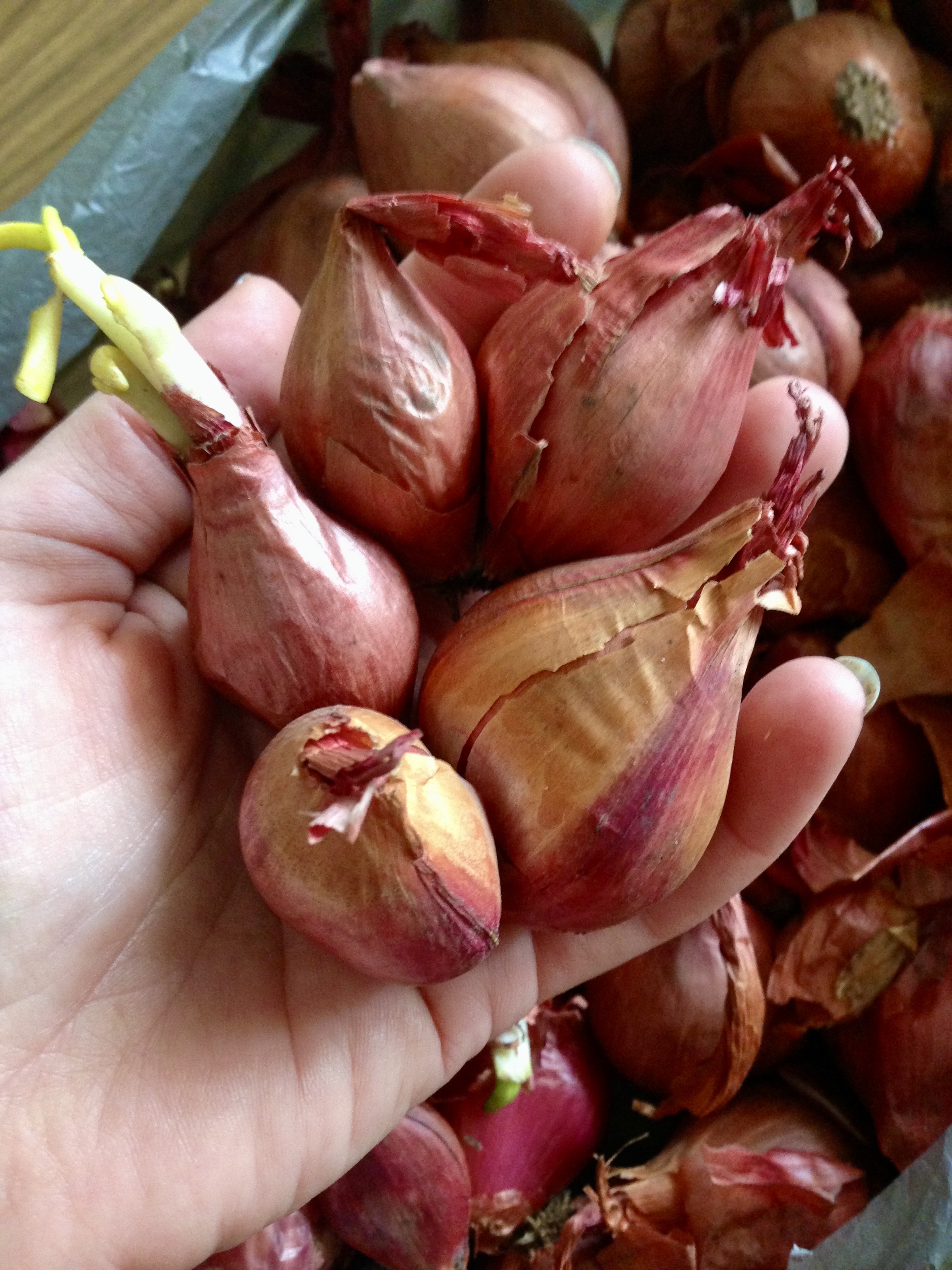 Hand holding brown onions