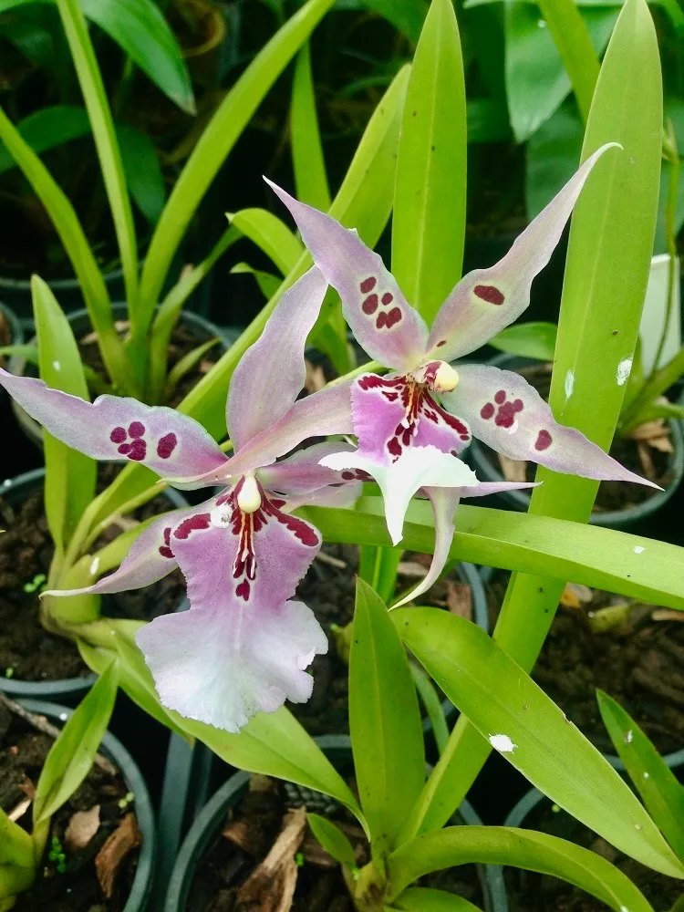 Beallara peggy ruth Orchids — two pale pink and purple speckled orchid flowers bloom above green foliage in pots.
