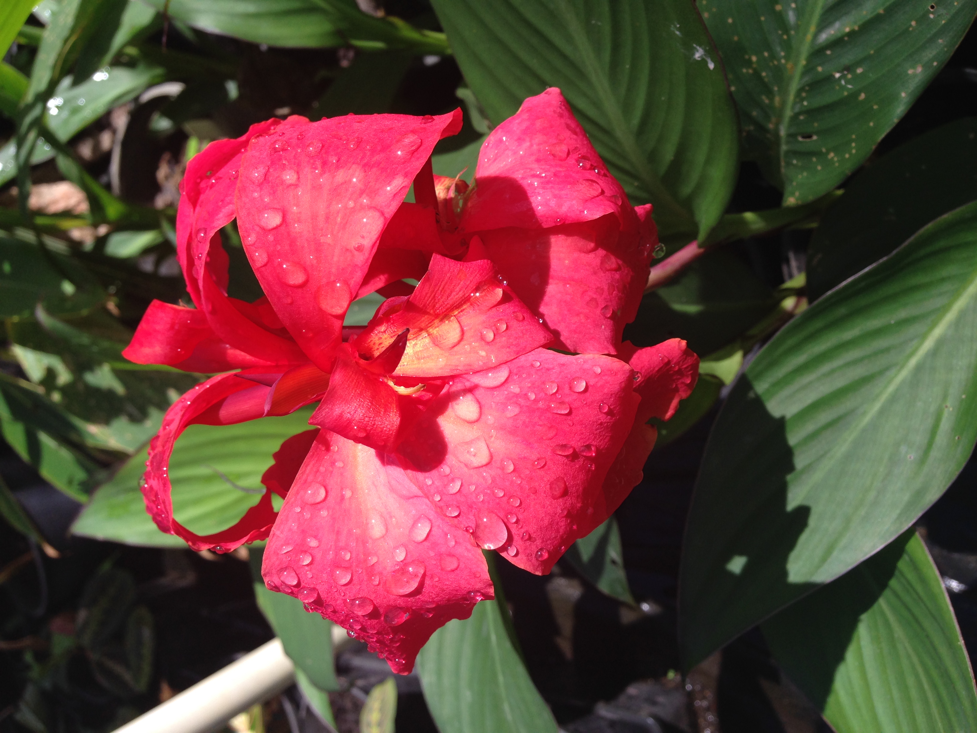 Raindrops resting on a vibrant red ornamental canna flower surrounded by green foliage.
