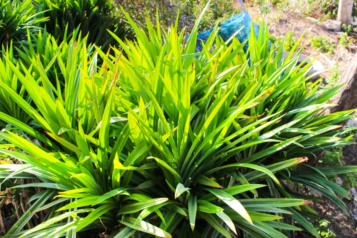 Bright green, long pointed leaves of a lush Pandan plant growing in a garden.
