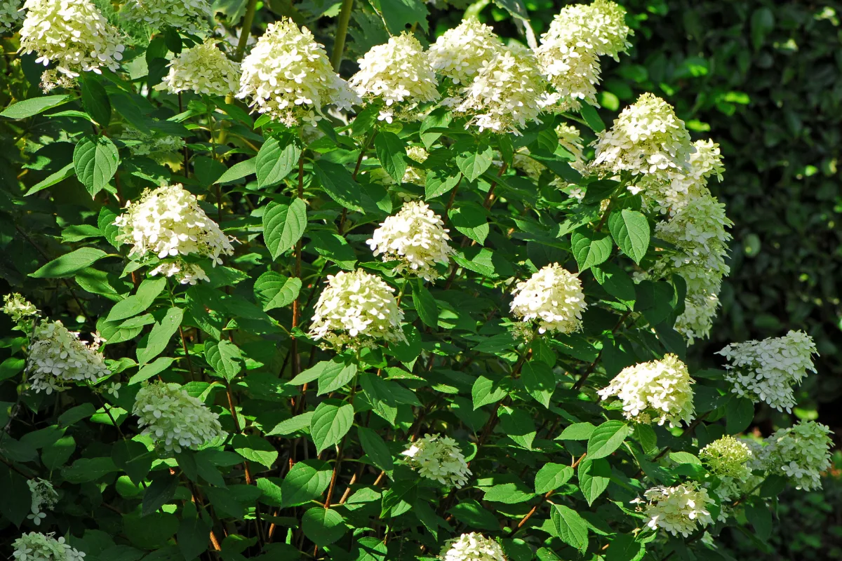 Clusters of creamy white cone-shaped flowers blooming on a panicle hydrangea bush.