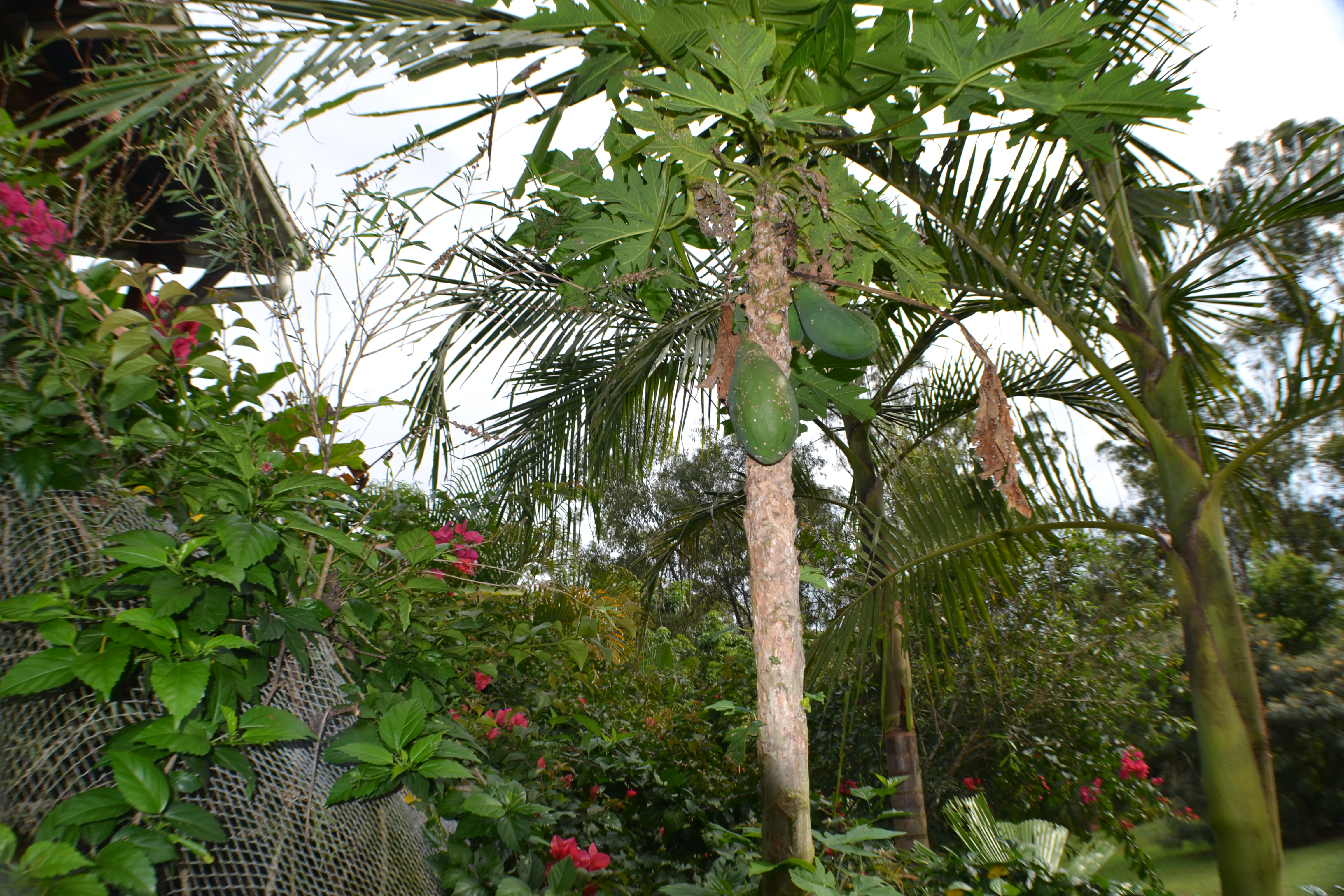 Two green papaya fruits hanging from the trunk of a tree.