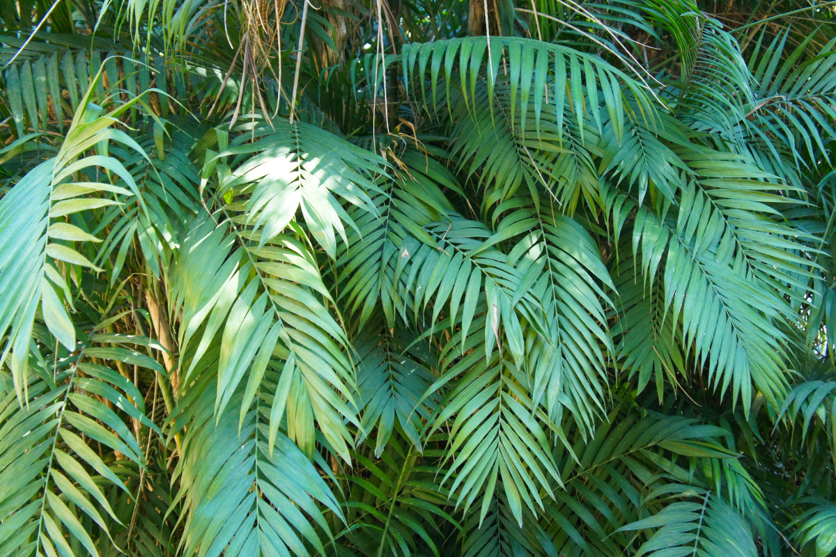Lush, feathery green fronds of a parlour palm fill the frame.