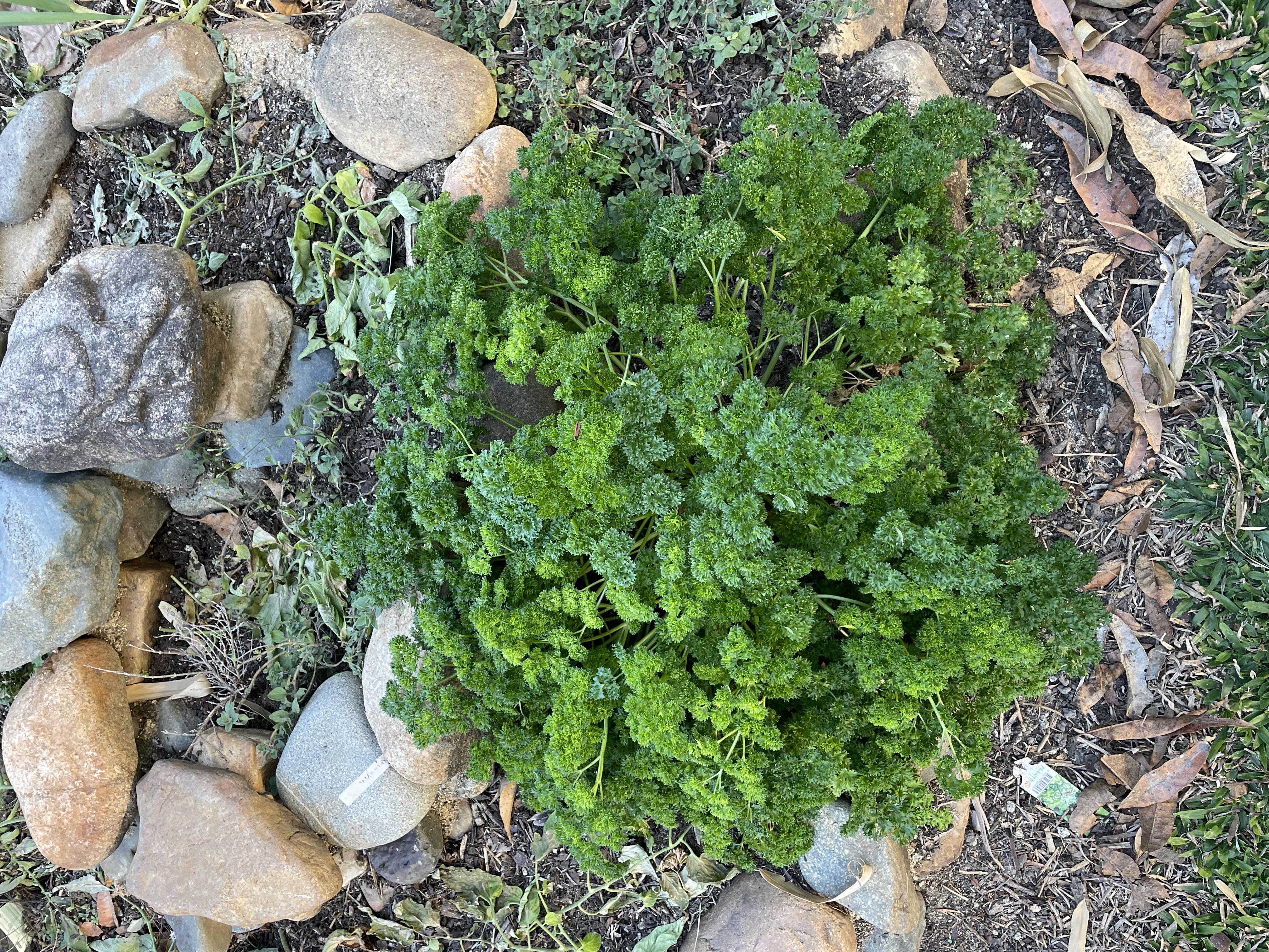 Lush parsley growing in a herb spiral garden bed surrounded by river stones.