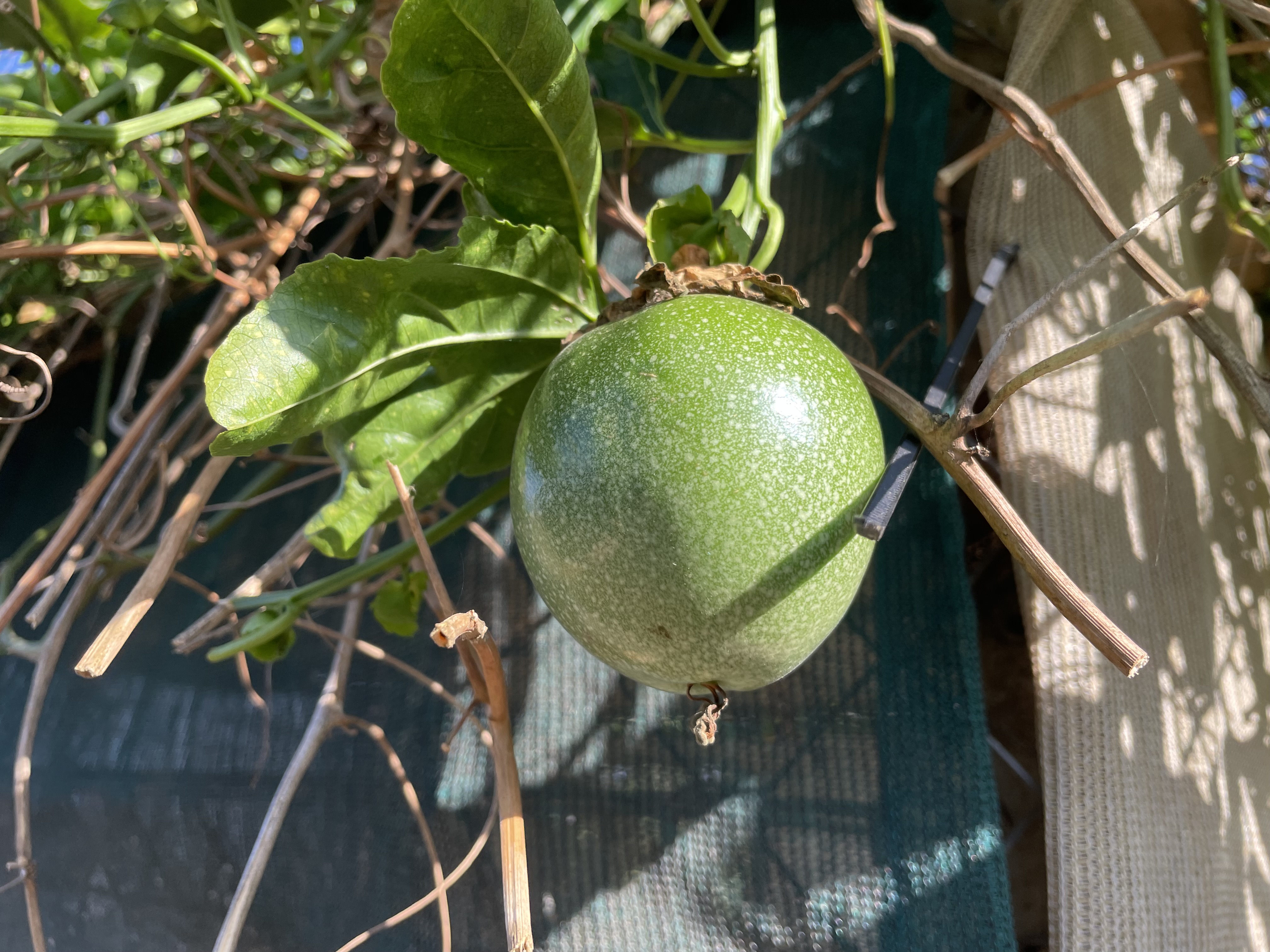 A single unripe green passionfruit hanging from a vine.