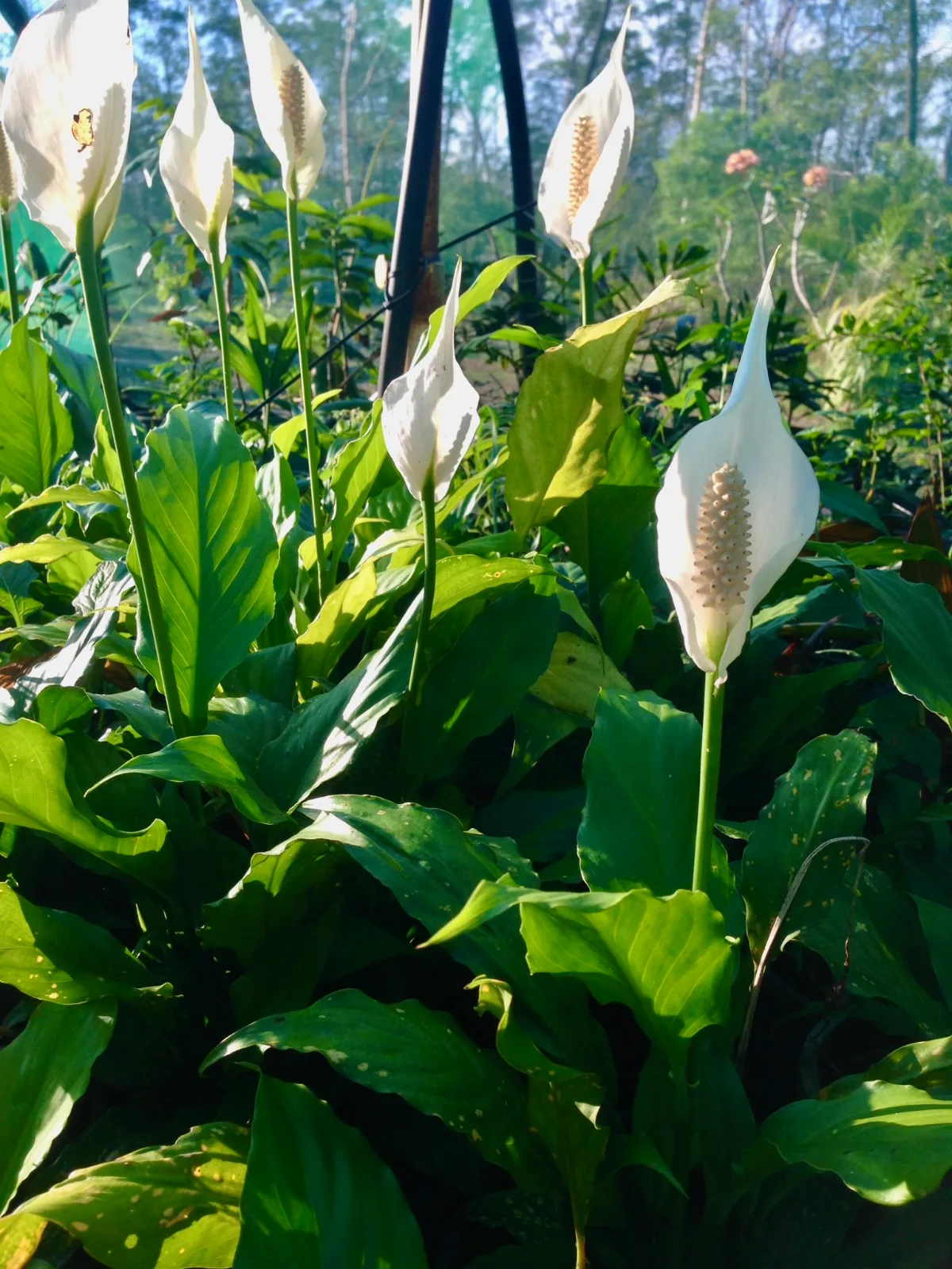 White peace lily blooms rise above lush green foliage in bright sunlight.