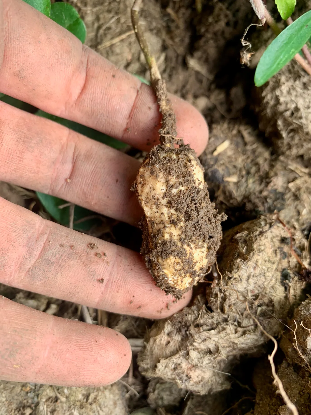 Peanut freshly harvested from the soil held in a hand.