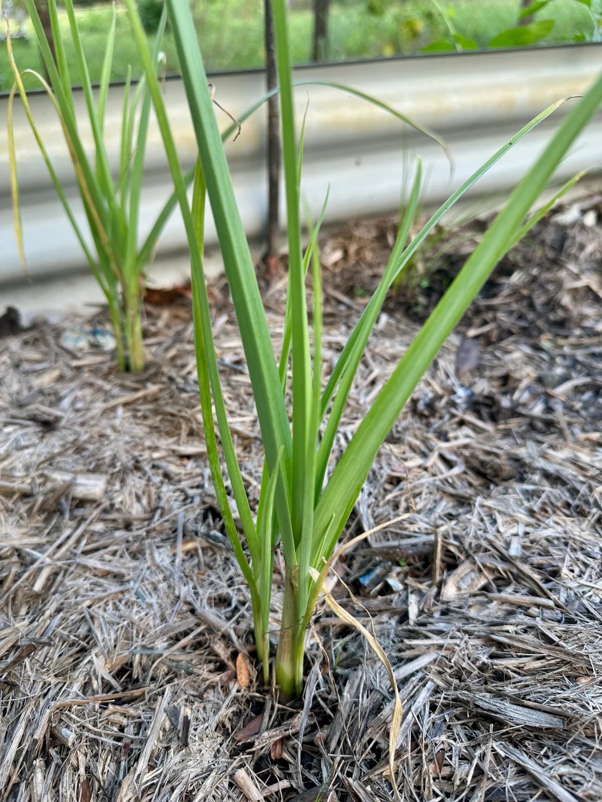 Perennial leek plants growing in mulch.