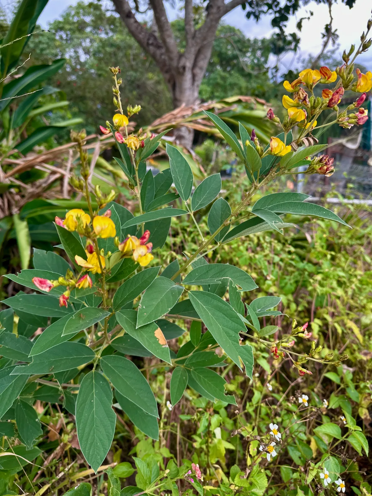 Yellow and red flowers blooming on a pigeon pea plant with green foliage.