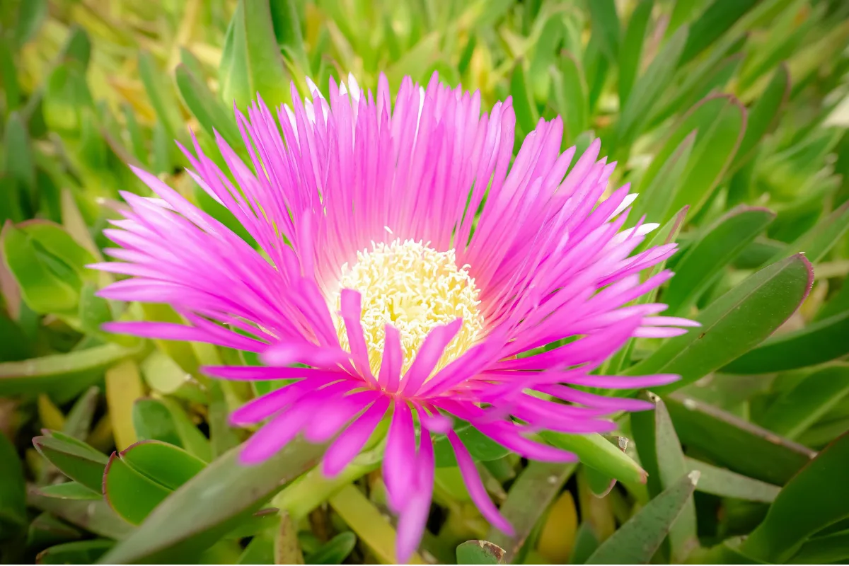 Vibrant pink Pigface flower blooming among succulent green leaves.