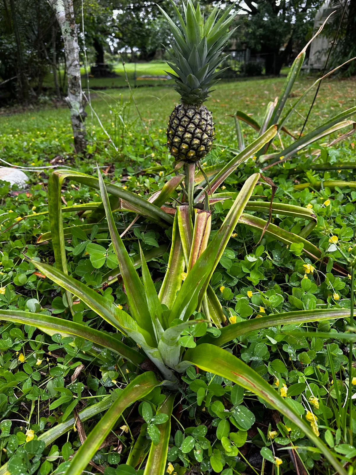 A ripening pineapple growing from a plant surrounded by low-lying clover.