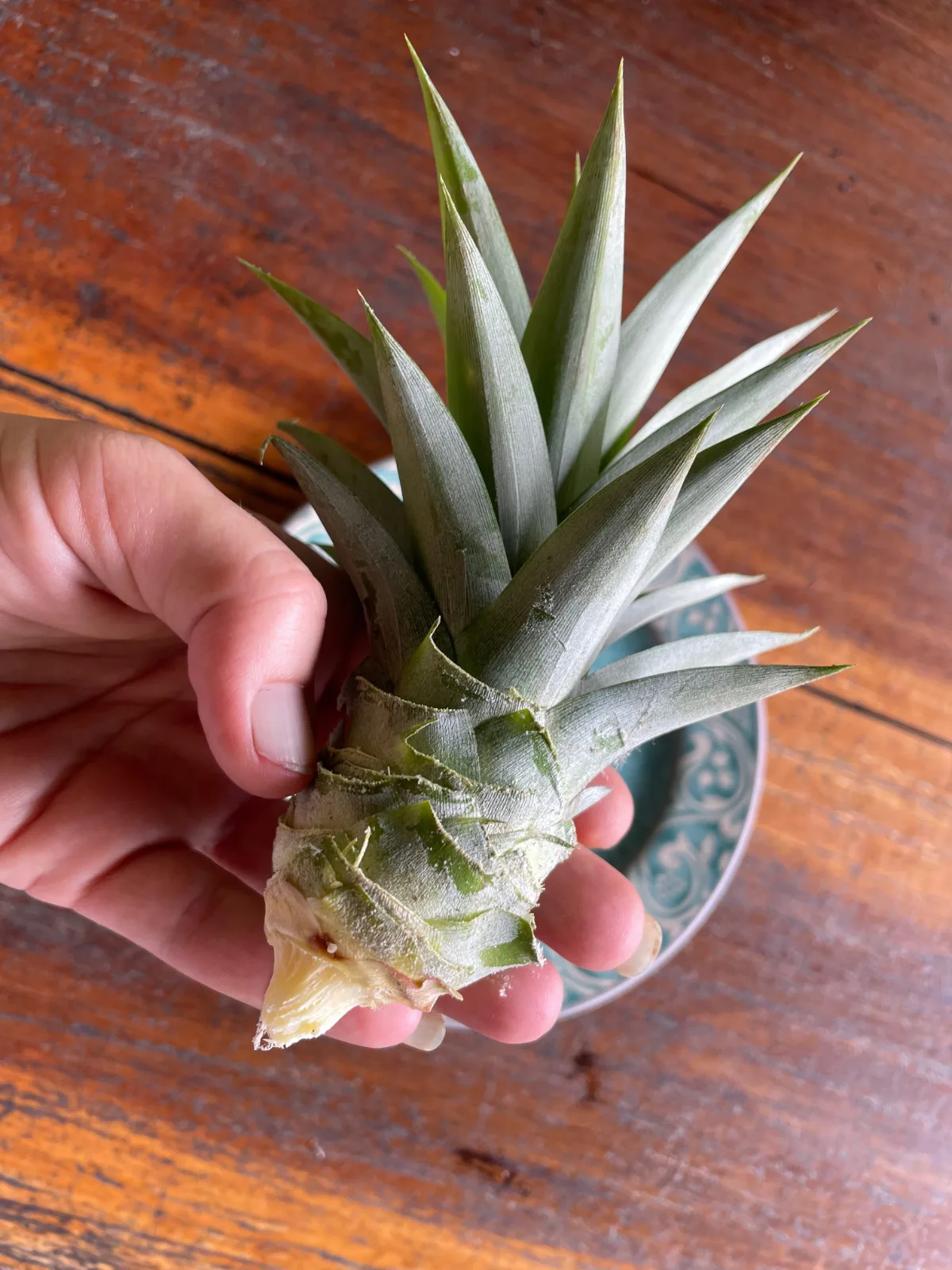 Hand holding a pineapple top prepared for propagation.