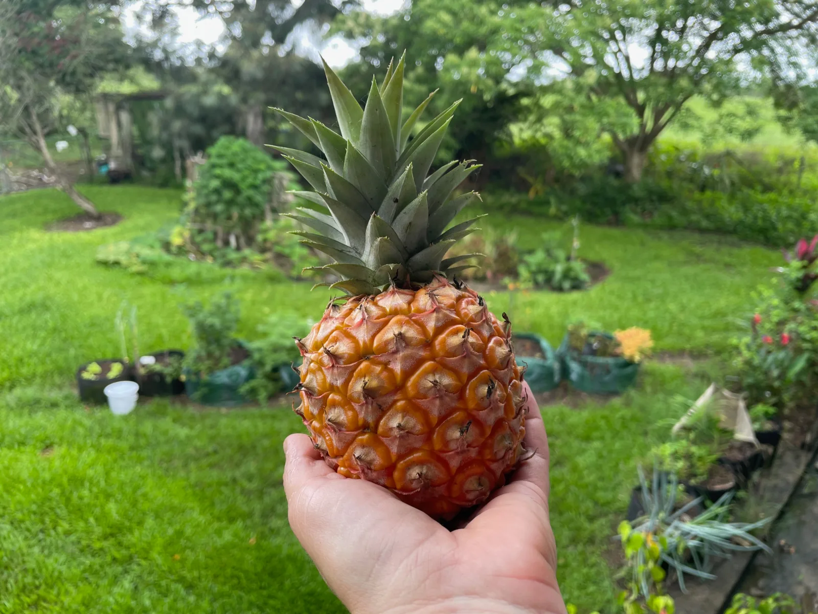 Ripe pineapple held in a hand against a garden background.