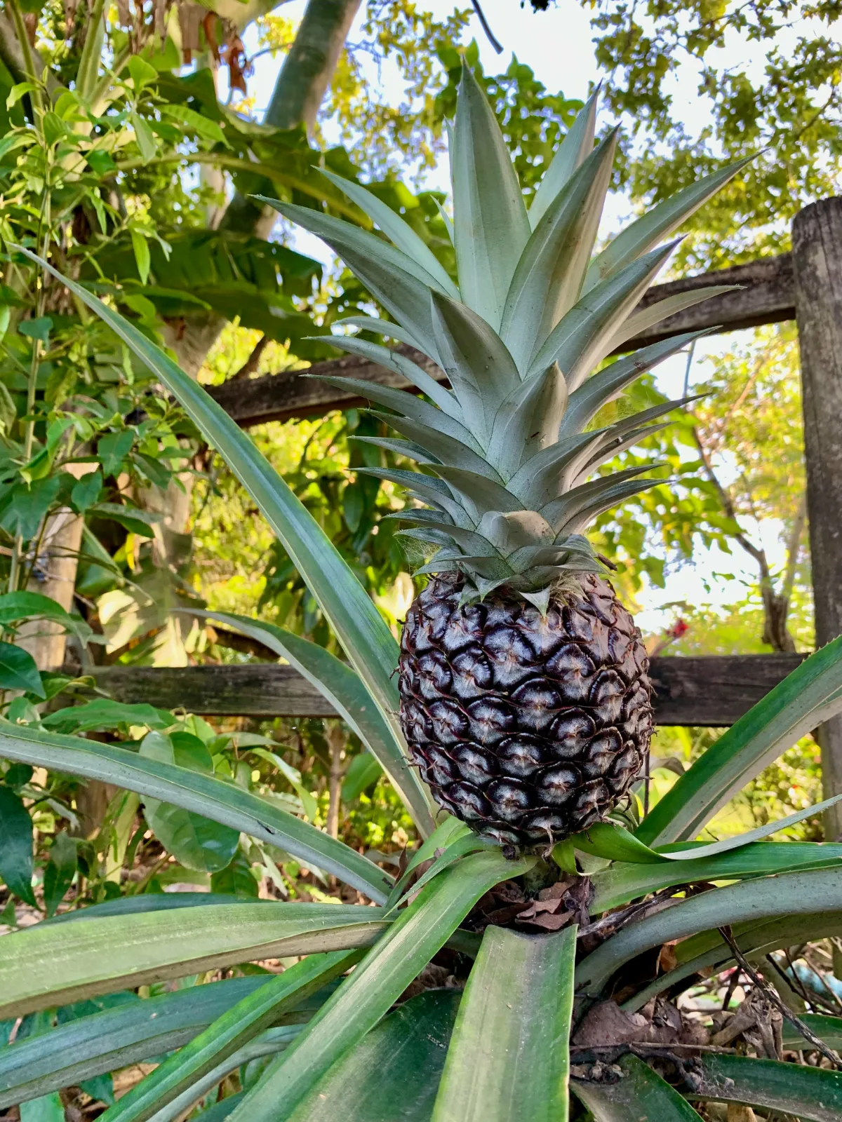 Developing pineapple fruit sitting amongst long green leaves in a garden.
