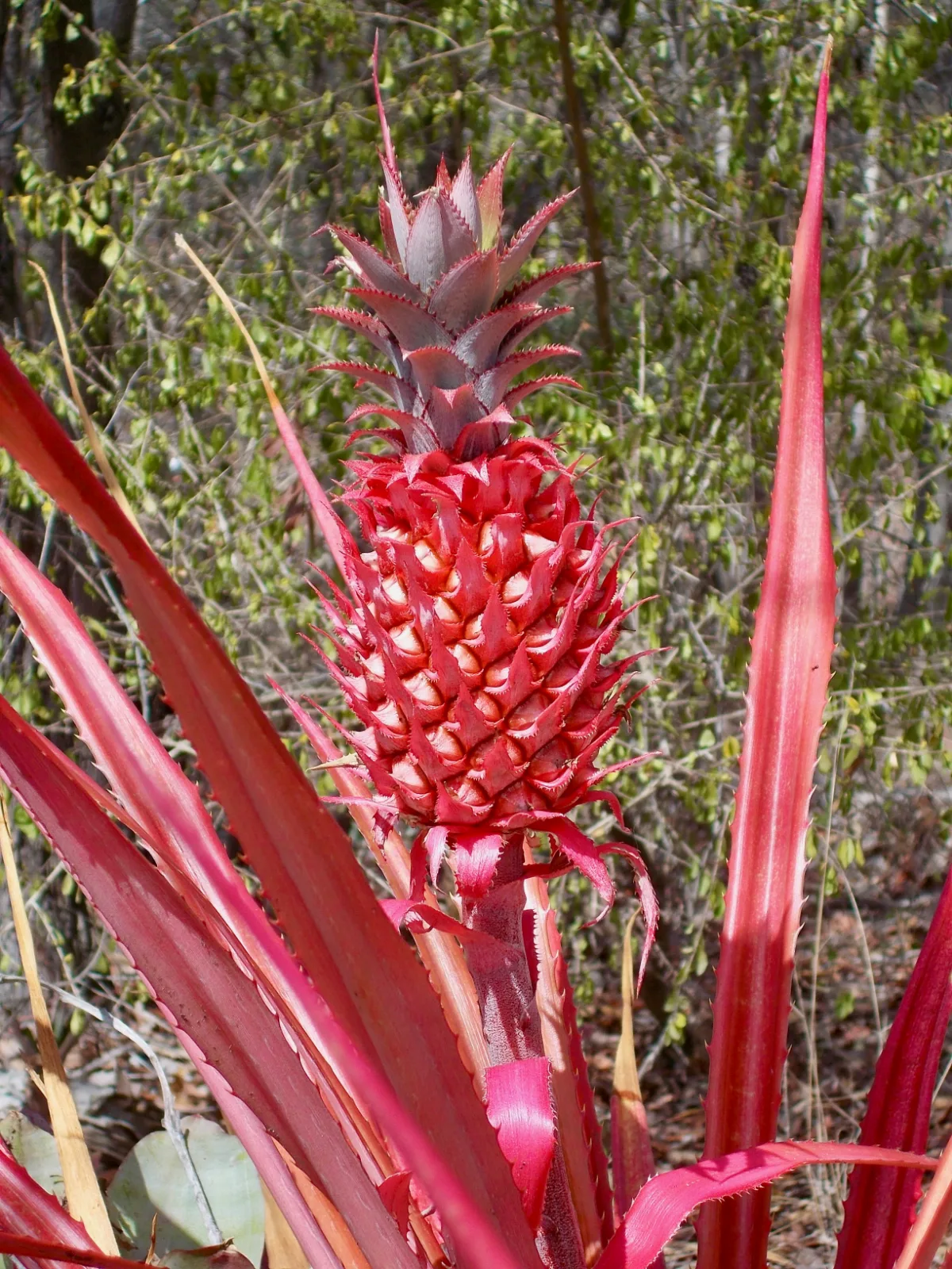 Bright red pineapple fruit and foliage growing in a garden.