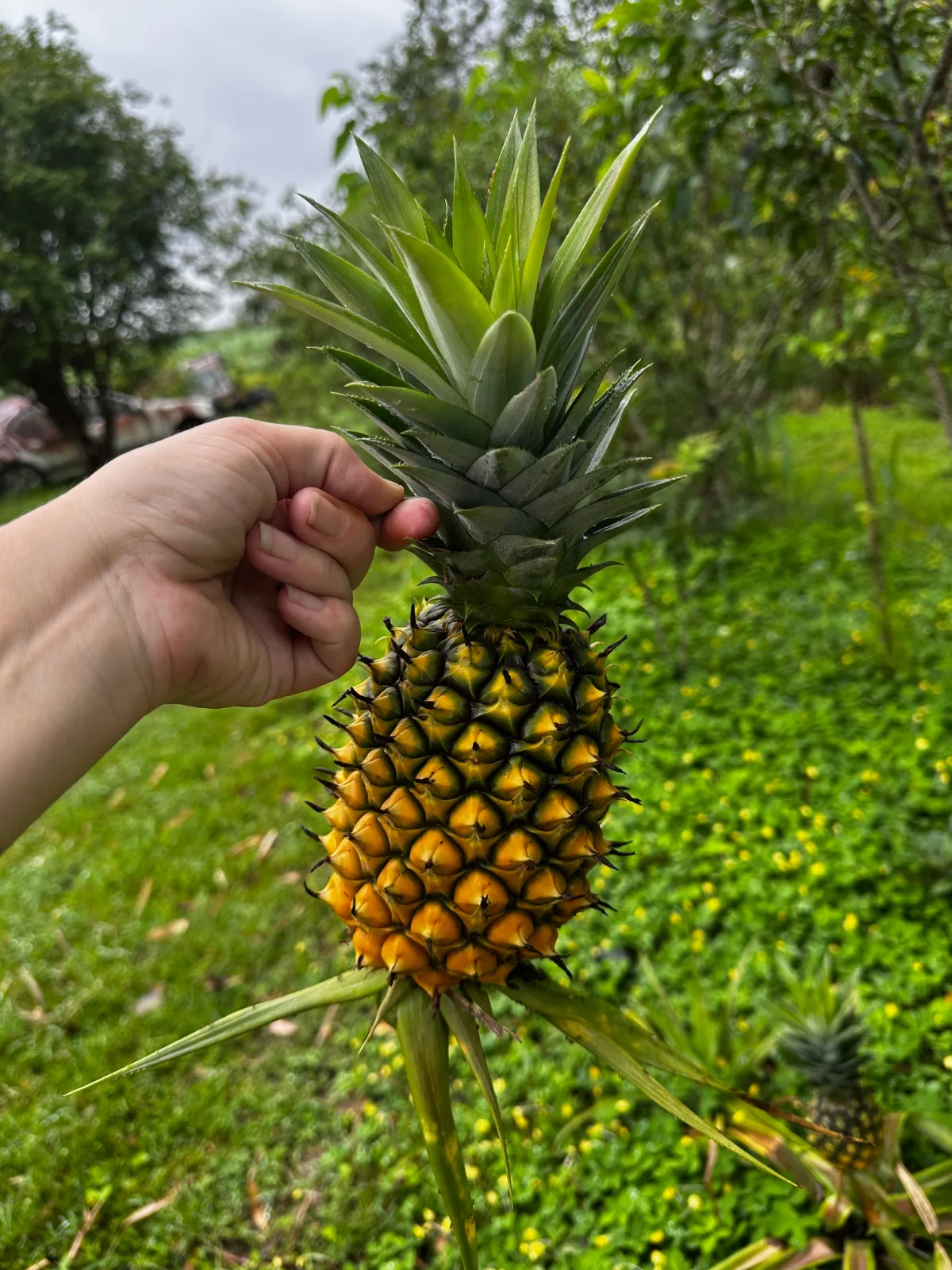 Hand holding a pineapple by its leafy crown in a garden setting.