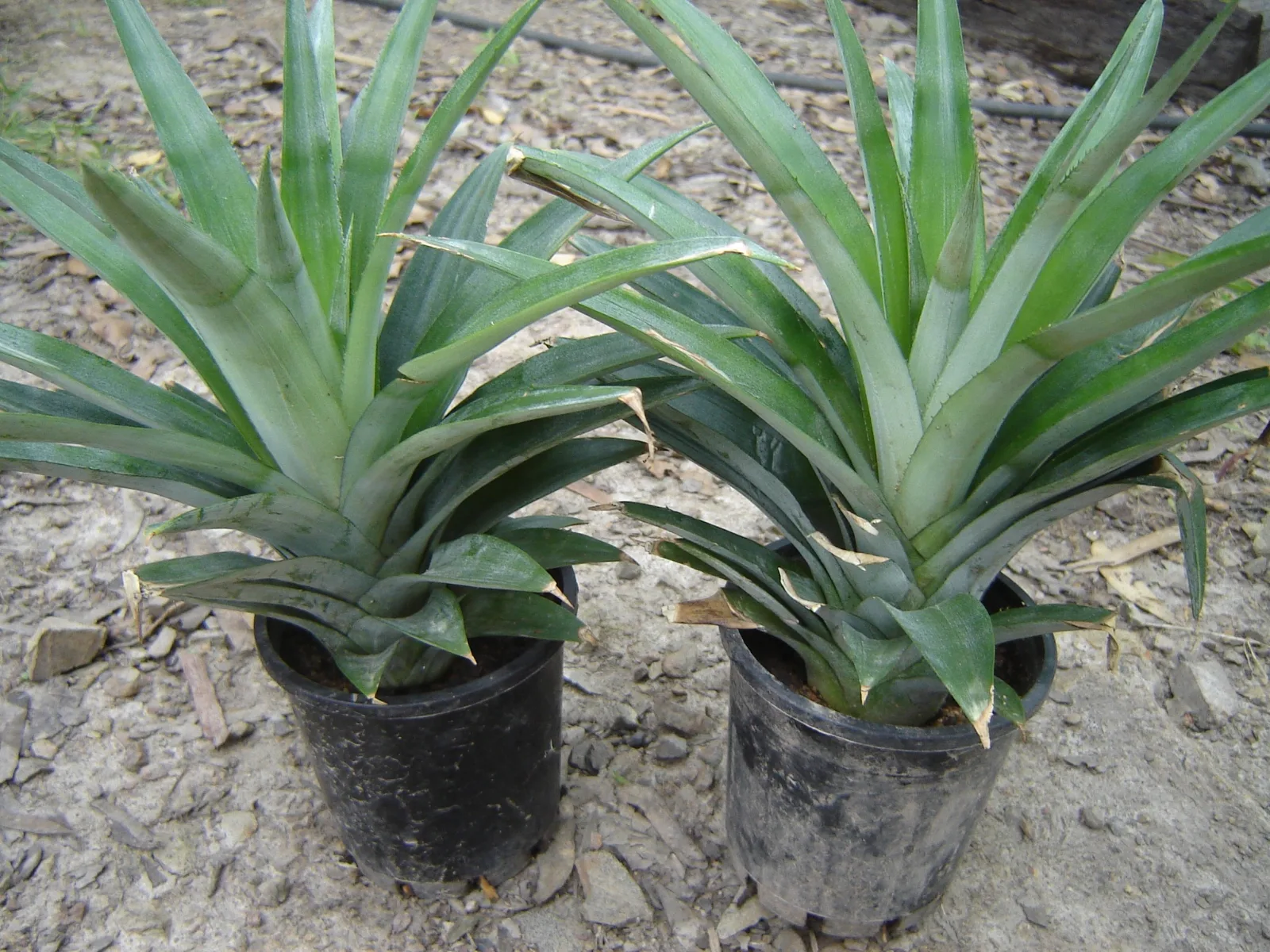 Two small pineapple plants growing in black plastic pots.