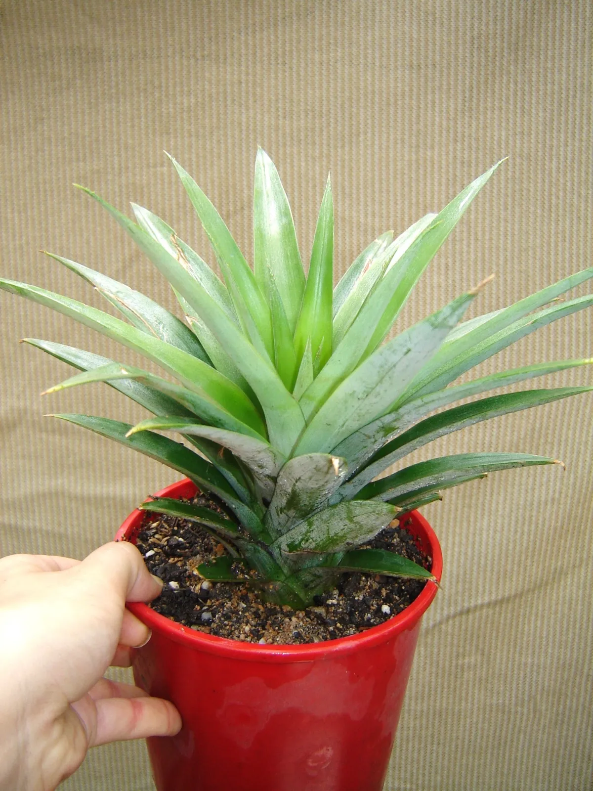 Hand holding a young pineapple plant in a red plastic pot.