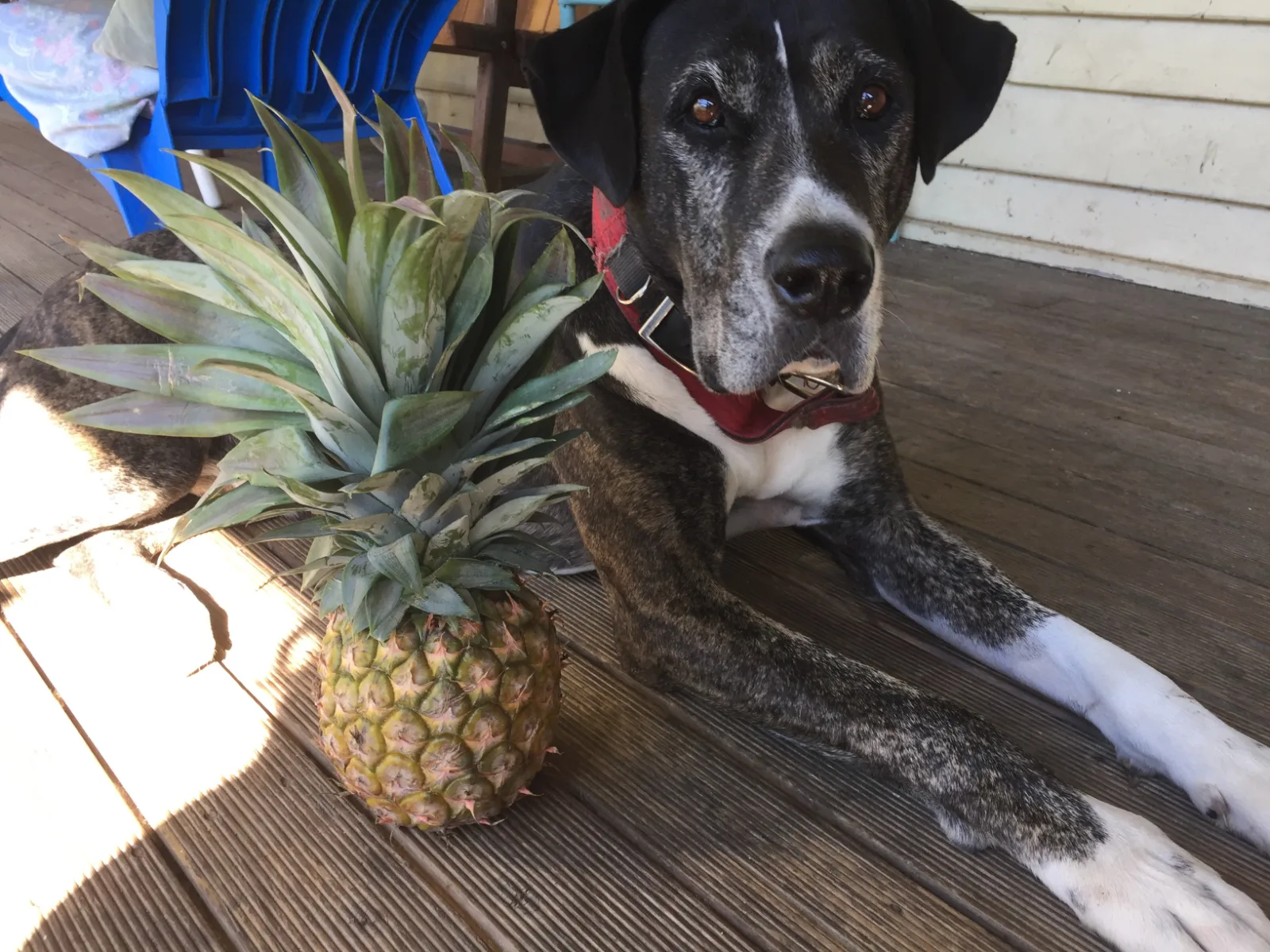 A dog lying on a deck next to a harvested pineapple.