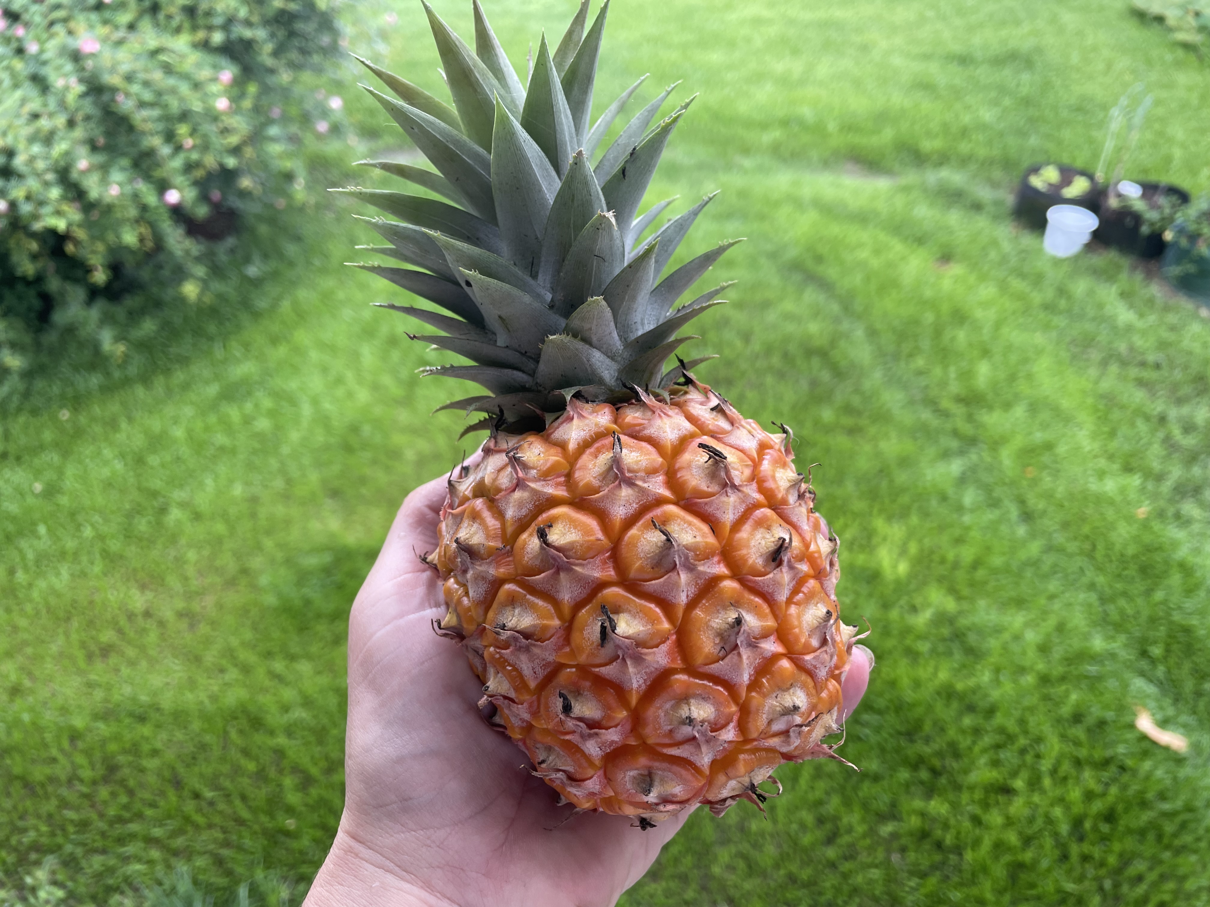 Ripe pineapple held in a hand against a green lawn background.