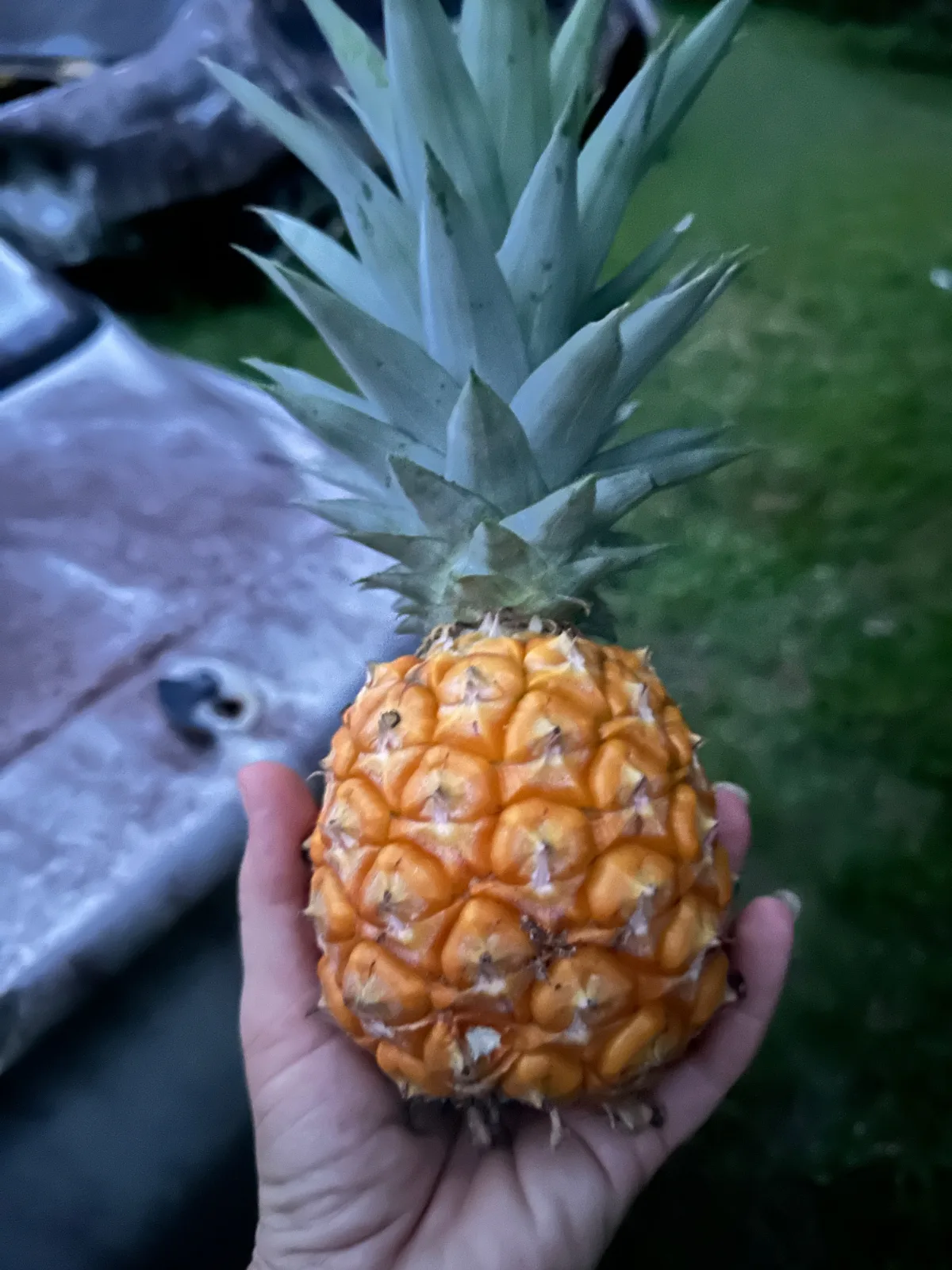 Pineapple held in a person's hand.