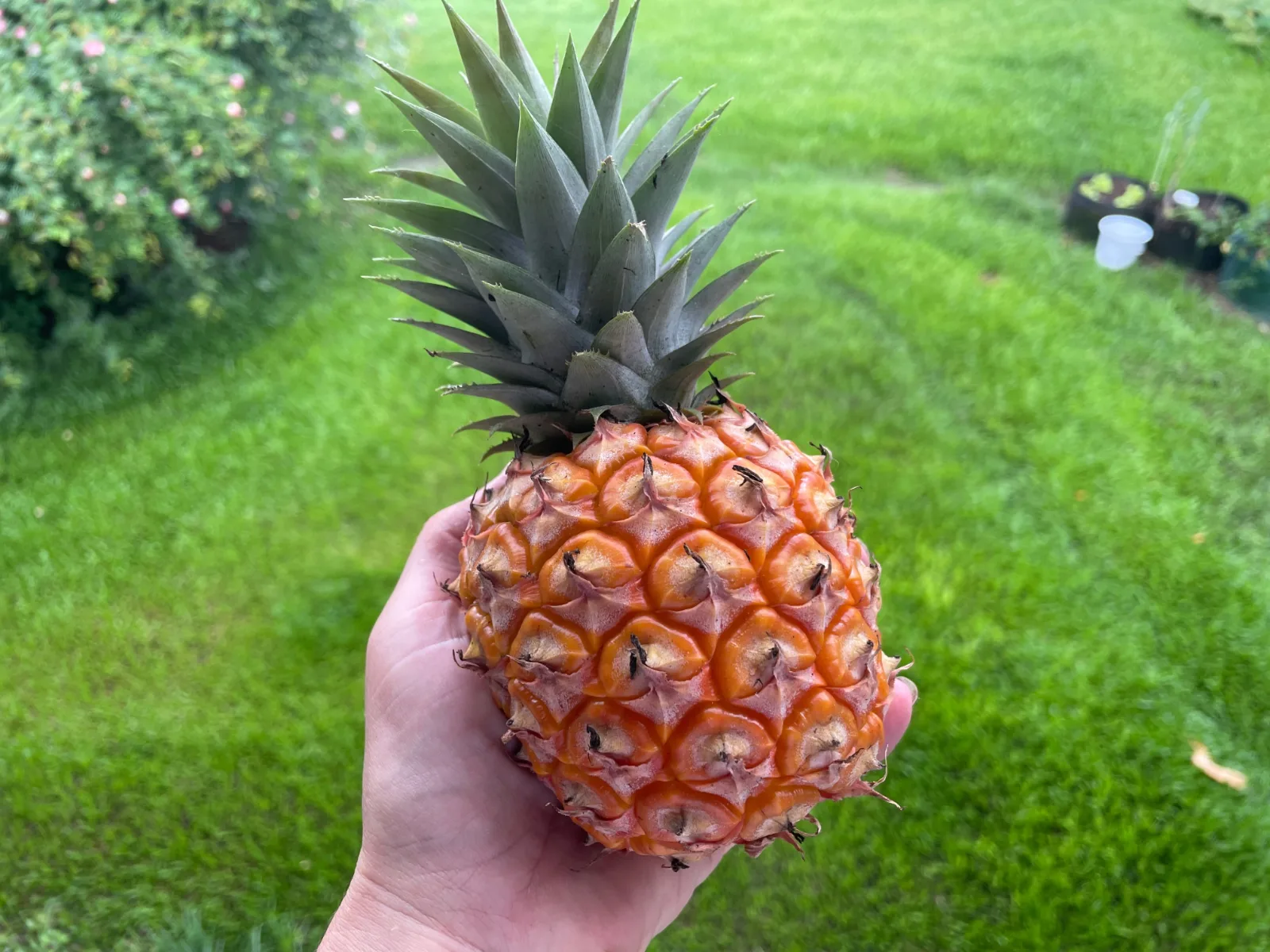 Pineapple held in a hand against a green lawn background.
