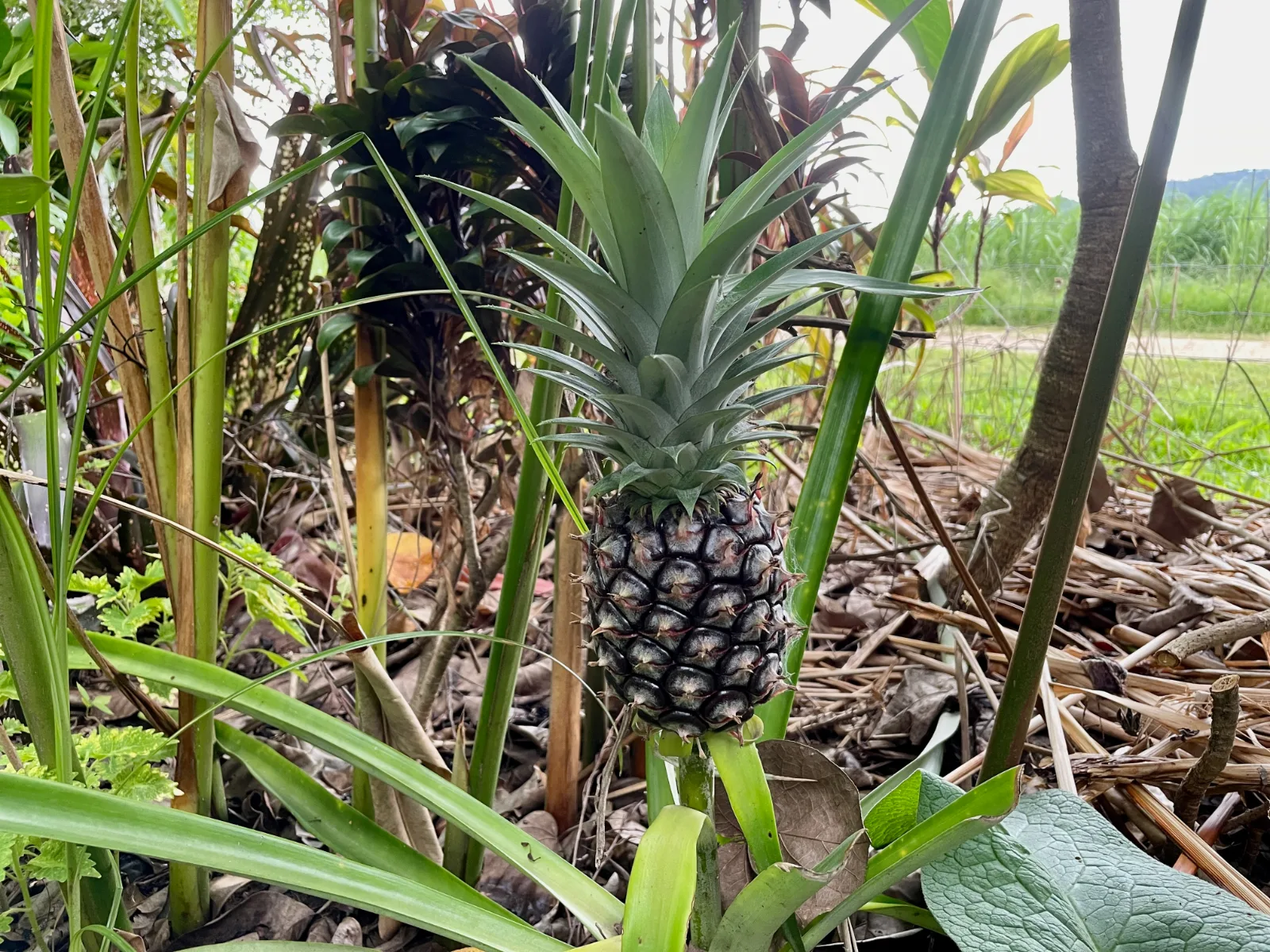 A dark, developing pineapple fruit growing in a garden bed among leafy stems.