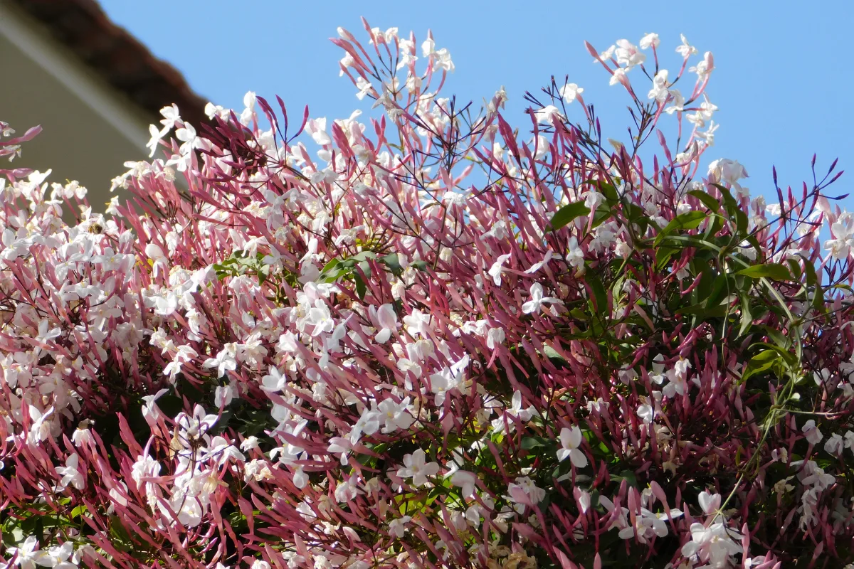 Clusters of pink jasmine buds and white star-shaped flowers against a blue sky.