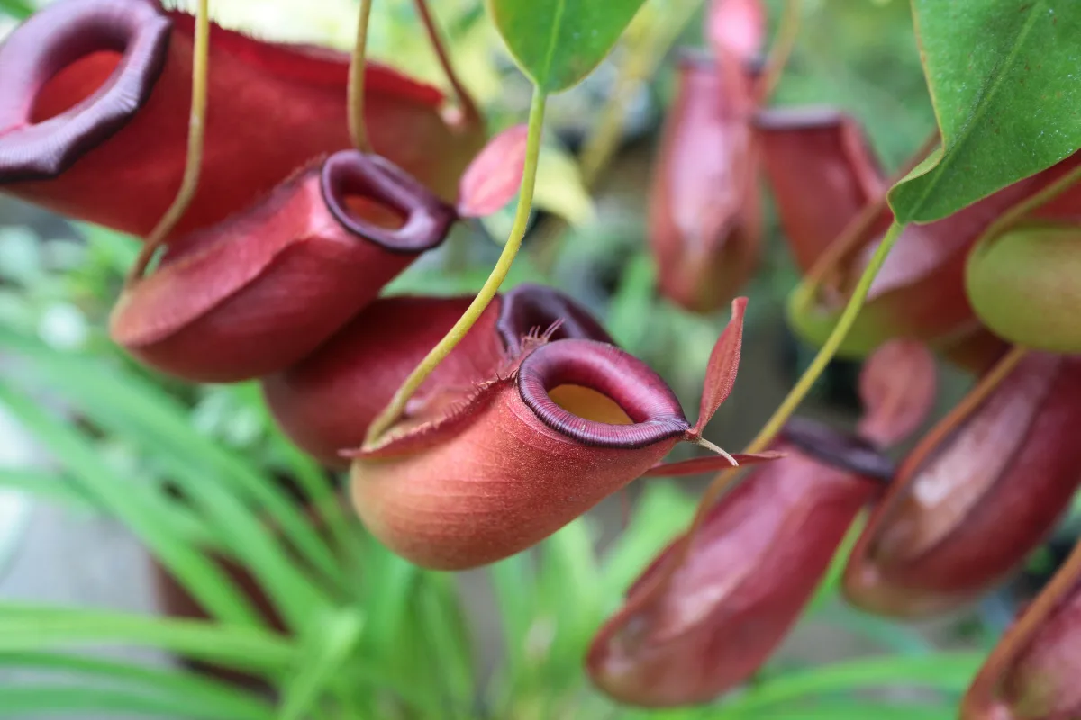 Cluster of dark red pitcher plant traps hanging from stems.