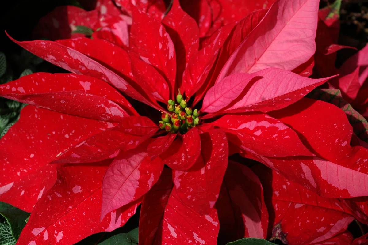 Close-up of bright red, speckled poinsettia bracts surrounding small green flower buds.
