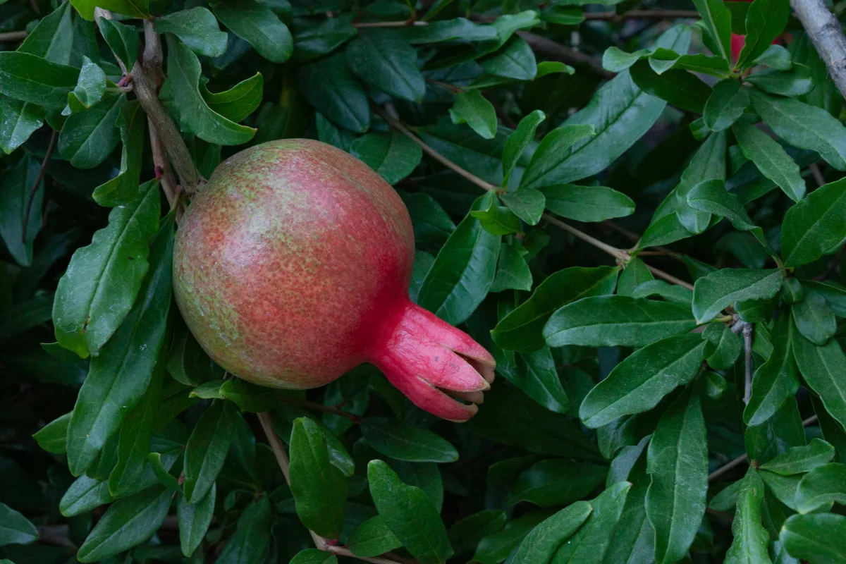 A ripening pomegranate hangs amongst the green leaves of the tree.