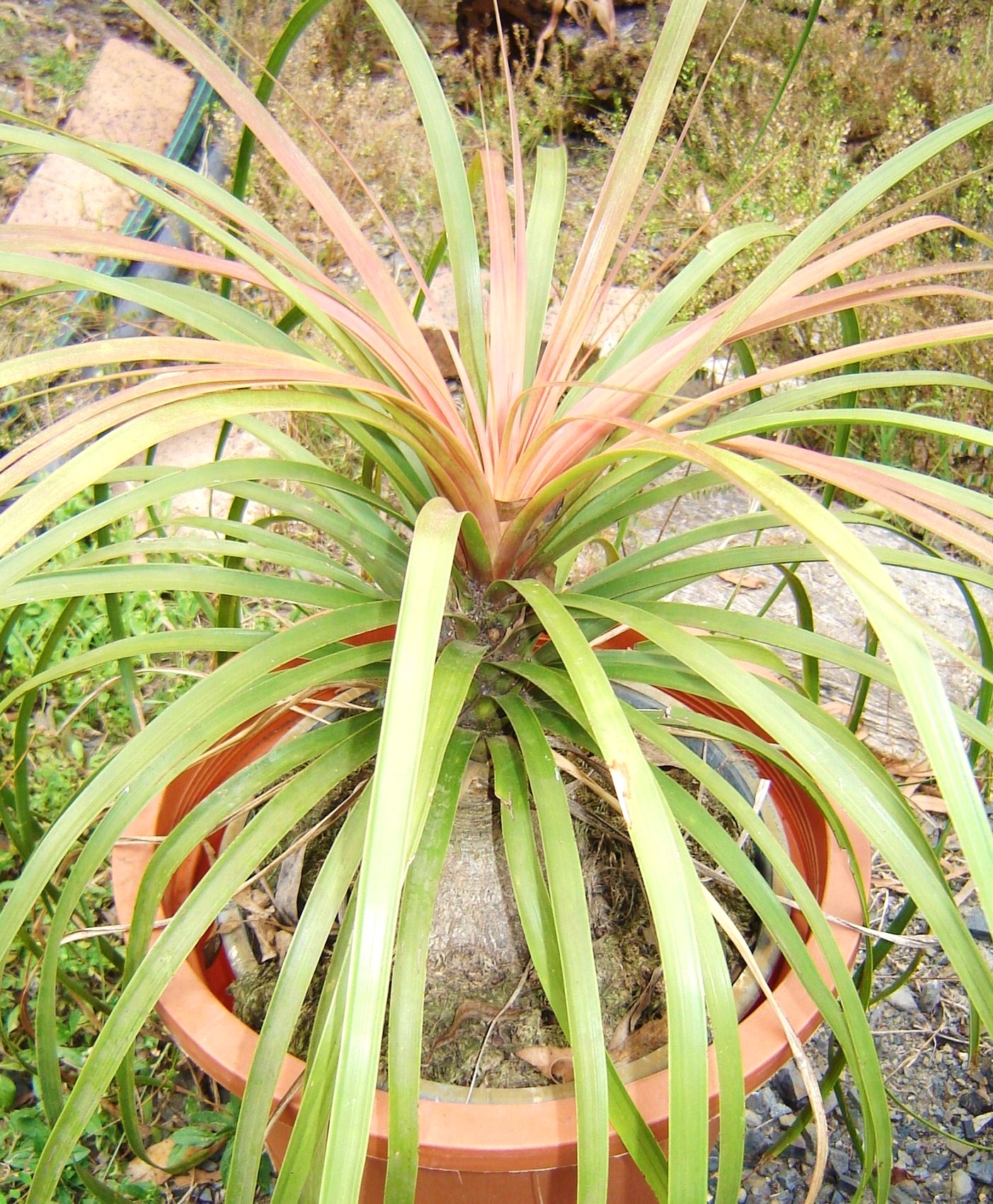Ponytail palm with a bulbous stem and long cascading leaves growing in a terracotta pot.