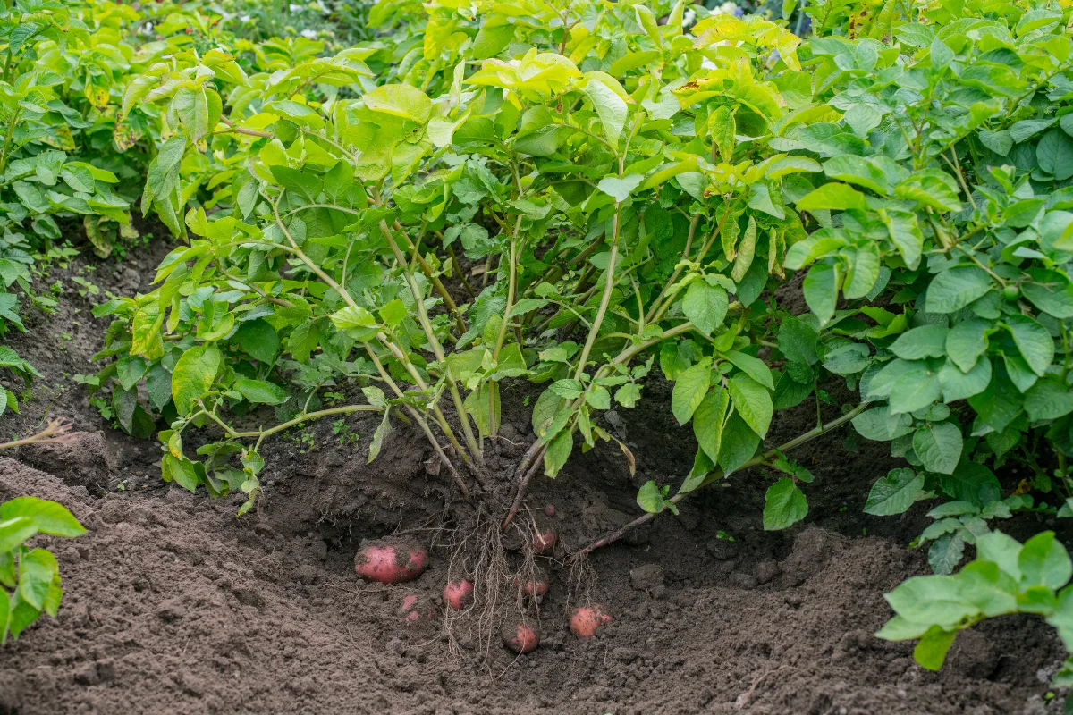 Potato tubers exposed at the roots of a green leafy plant in garden soil.