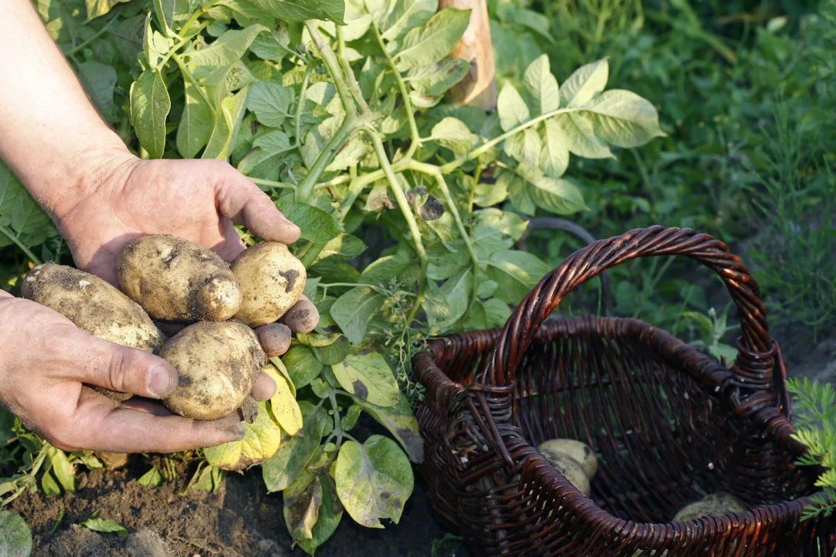 Freshly harvested potato tubers held in hands near a garden basket.