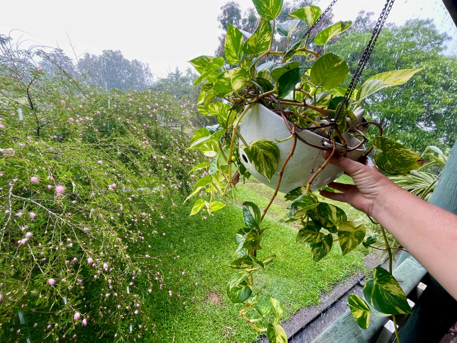 Hand holding a potted pothos in the rain.