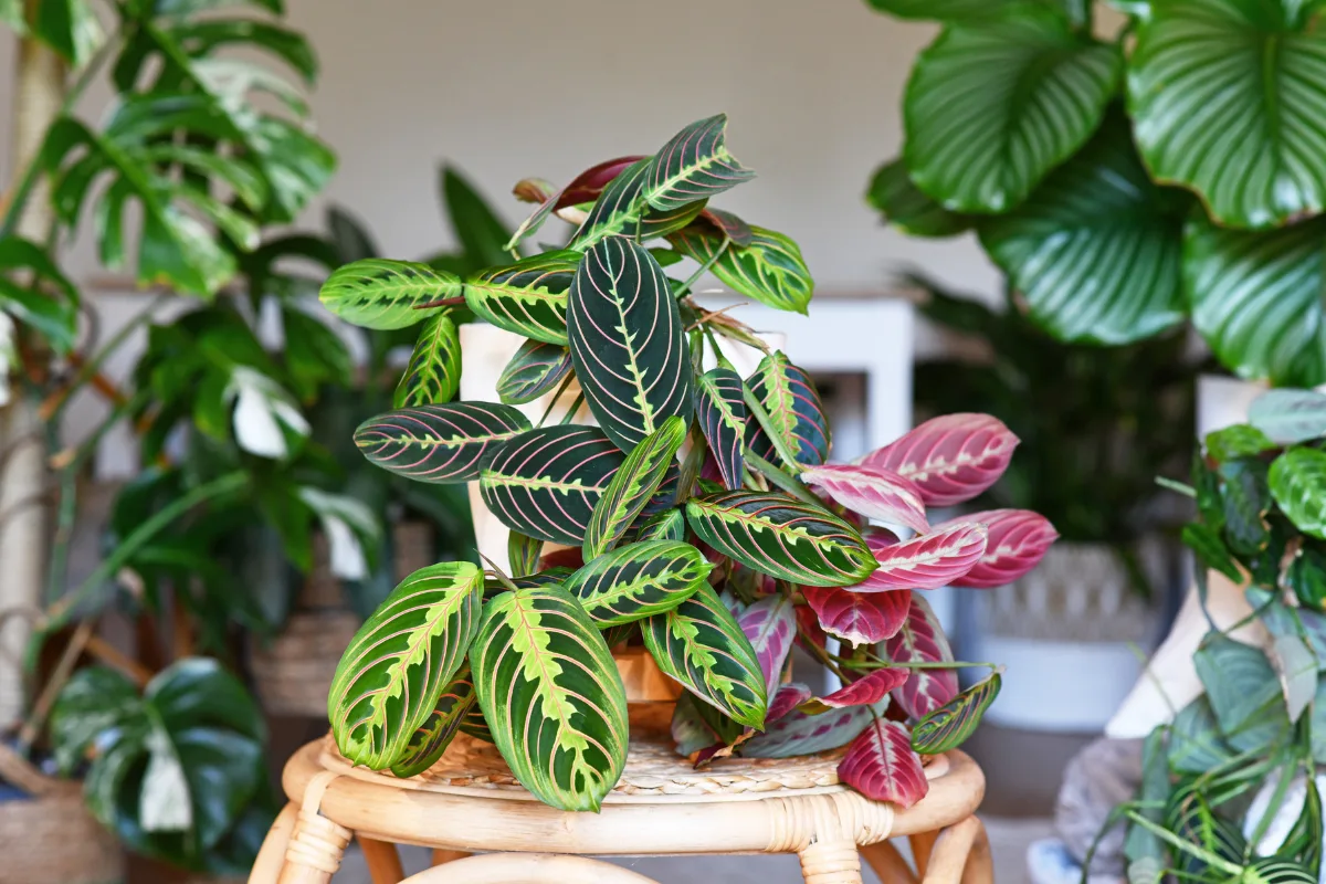Prayer plant with variegated leaves resting on a round rattan stool.