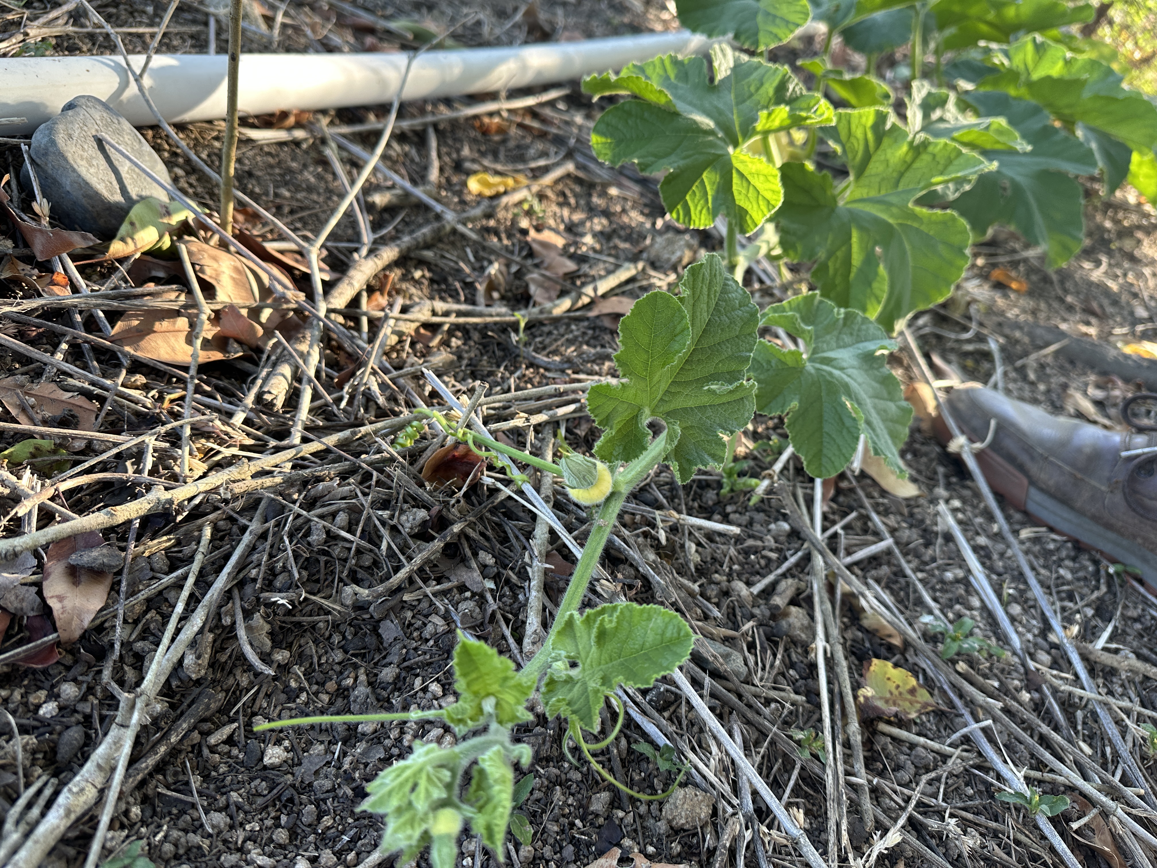 Pumpkin vine with broad green leaves