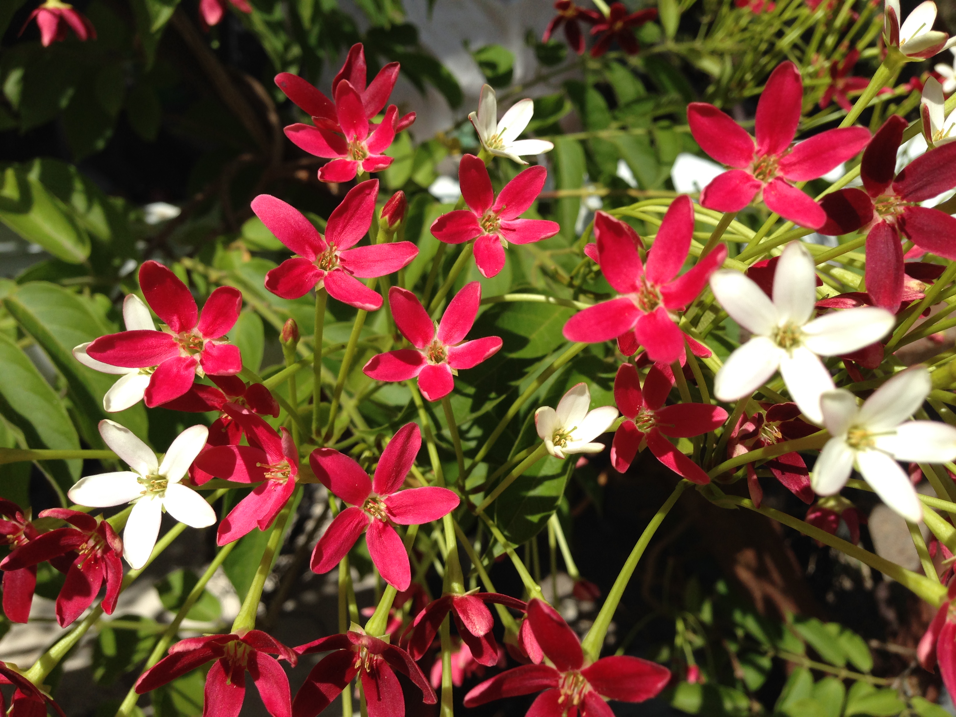Clusters of white and pink Rangoon creeper flowers among green leaves.
