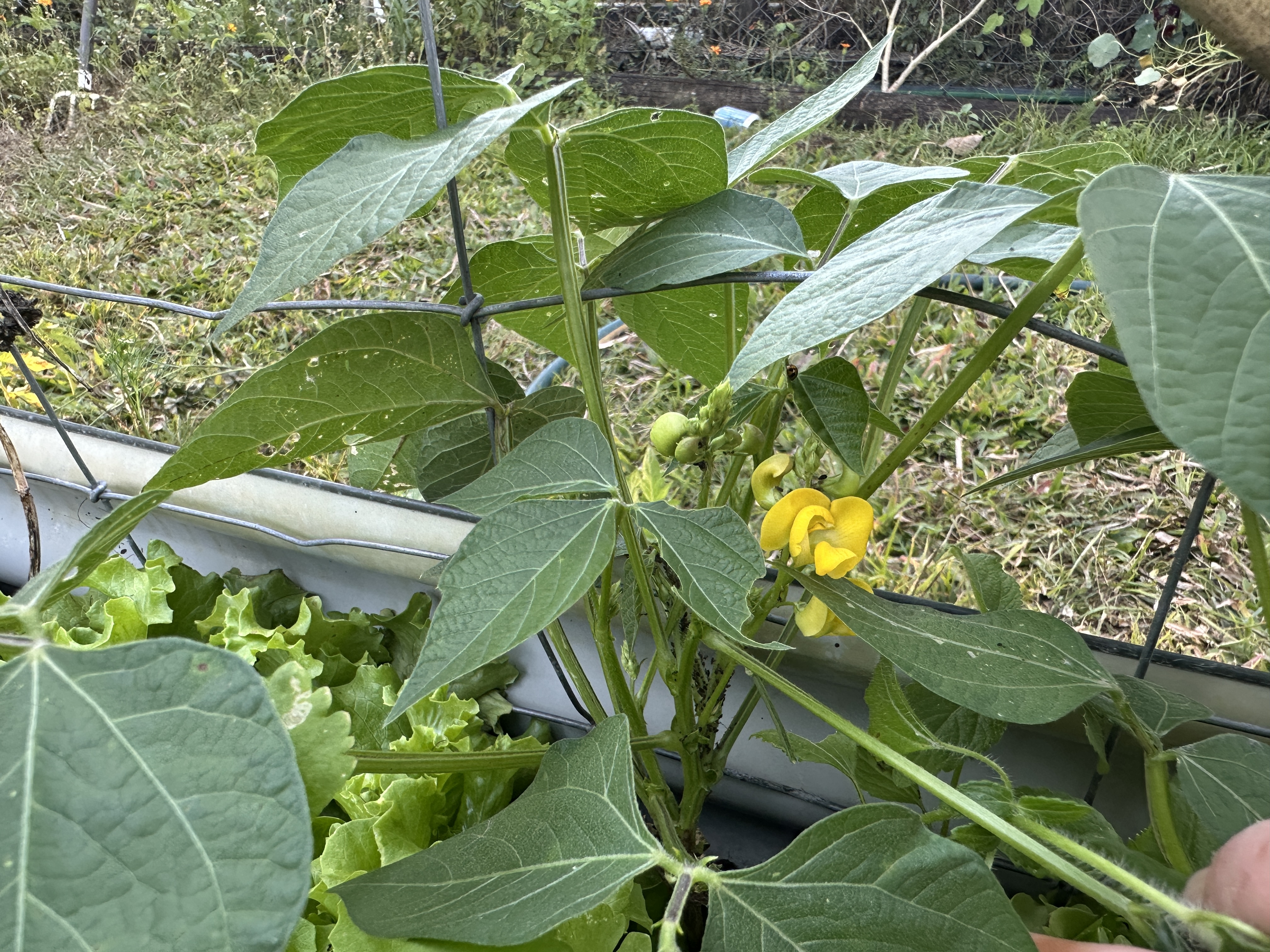 Yellow flower and green buds on a climbing rice bean plant supported by a wire fence.