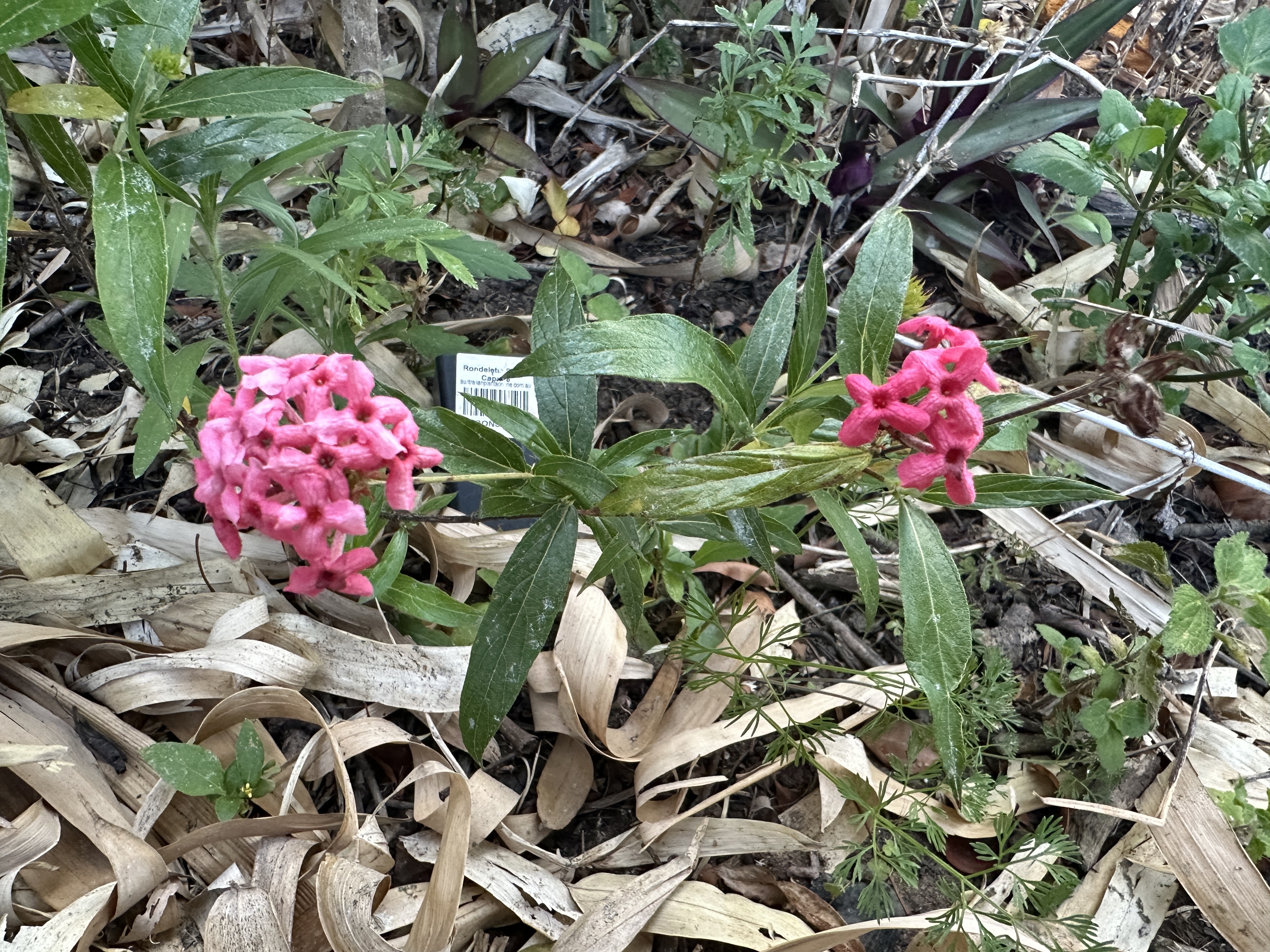 Clusters of pink Rondeletia flowers growing in a garden bed.